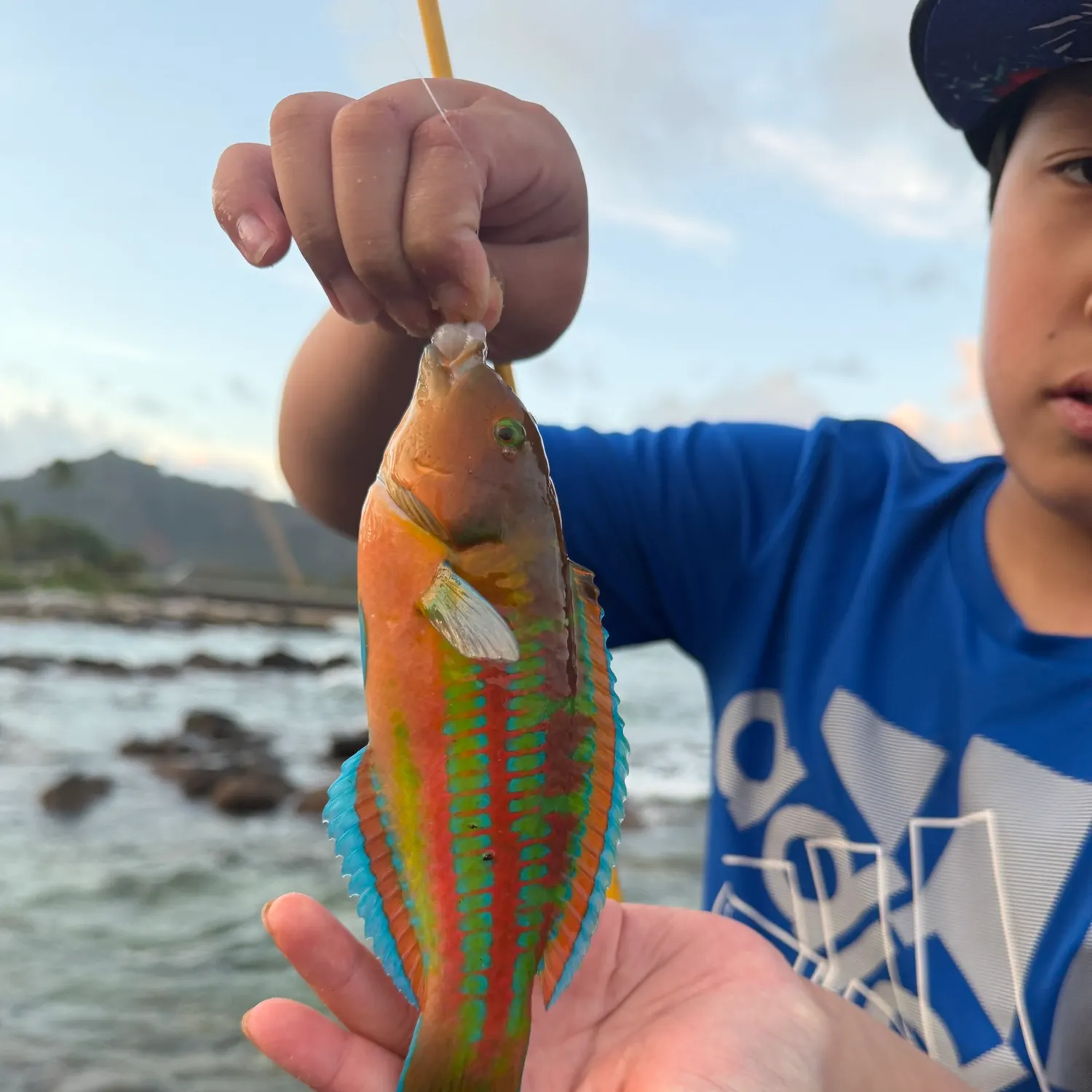 The most recent Christmas wrasse catches on Fishbrain