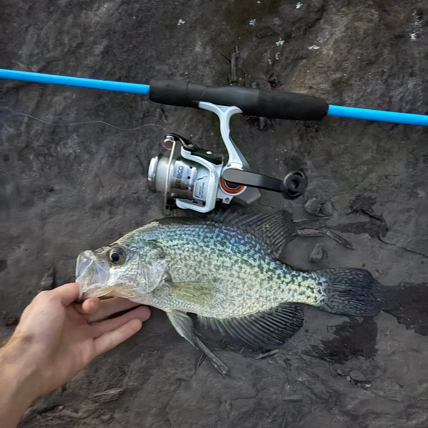 Black crappie caught on Fishbrain