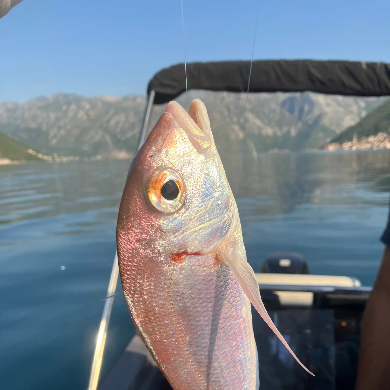 The most recent Common pandora catches on Fishbrain
