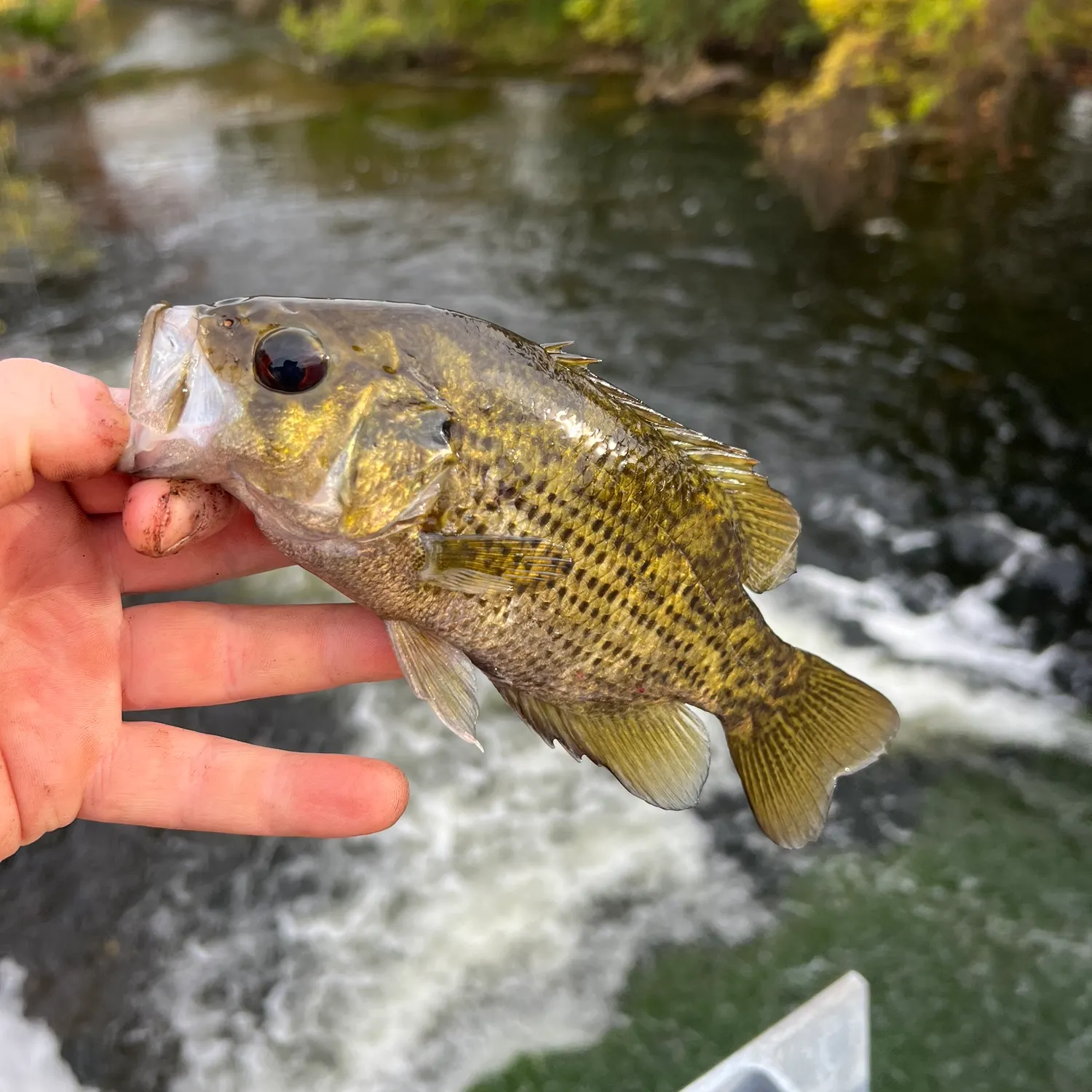 Rock bass caught on Fishbrain