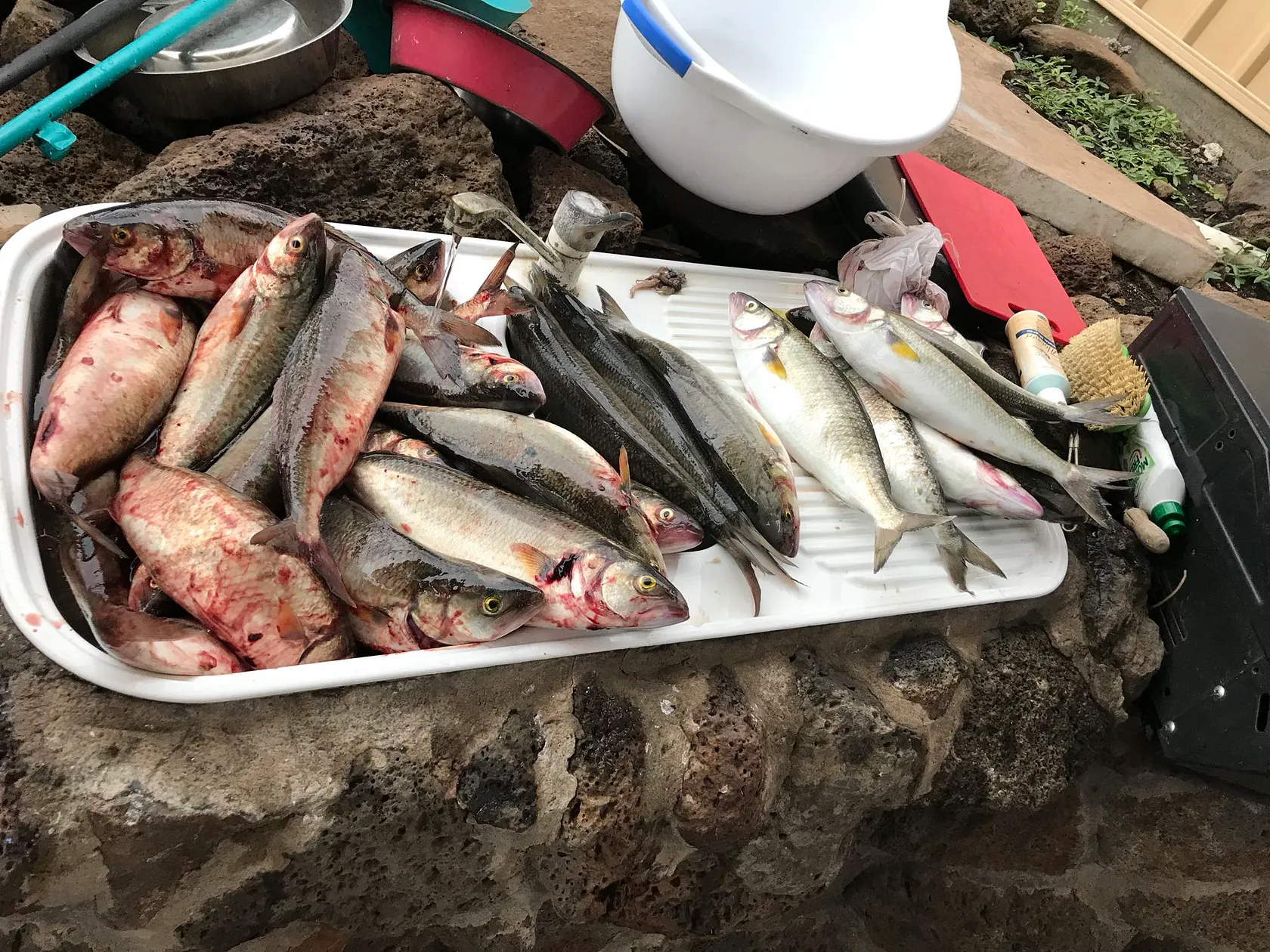 Post image from ppikos5942