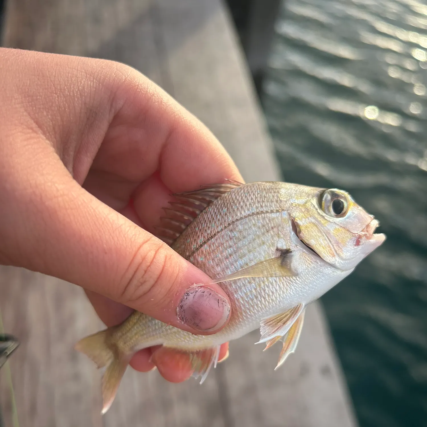 Fish caught on Fishbrain