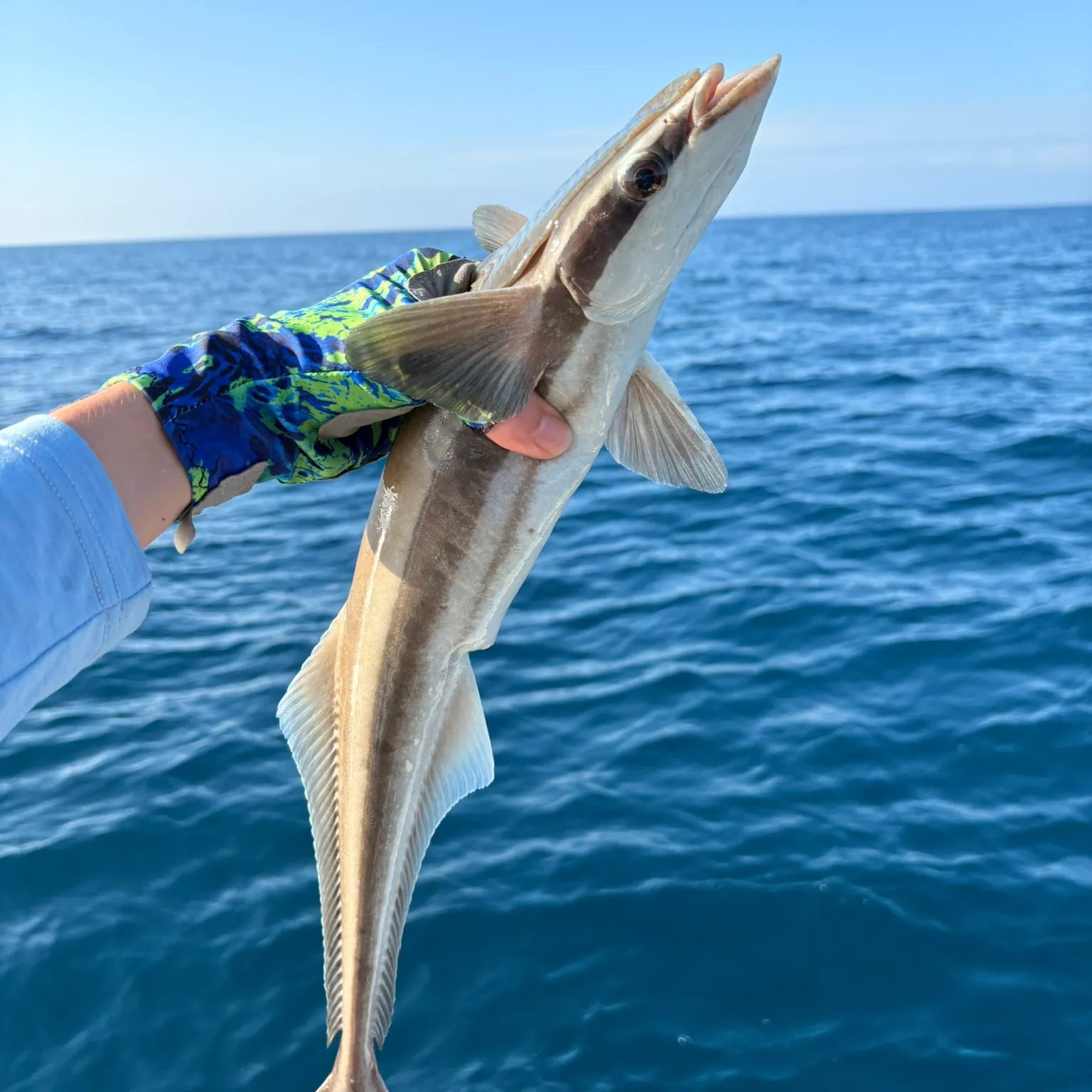 The most recent Cobia catches on Fishbrain