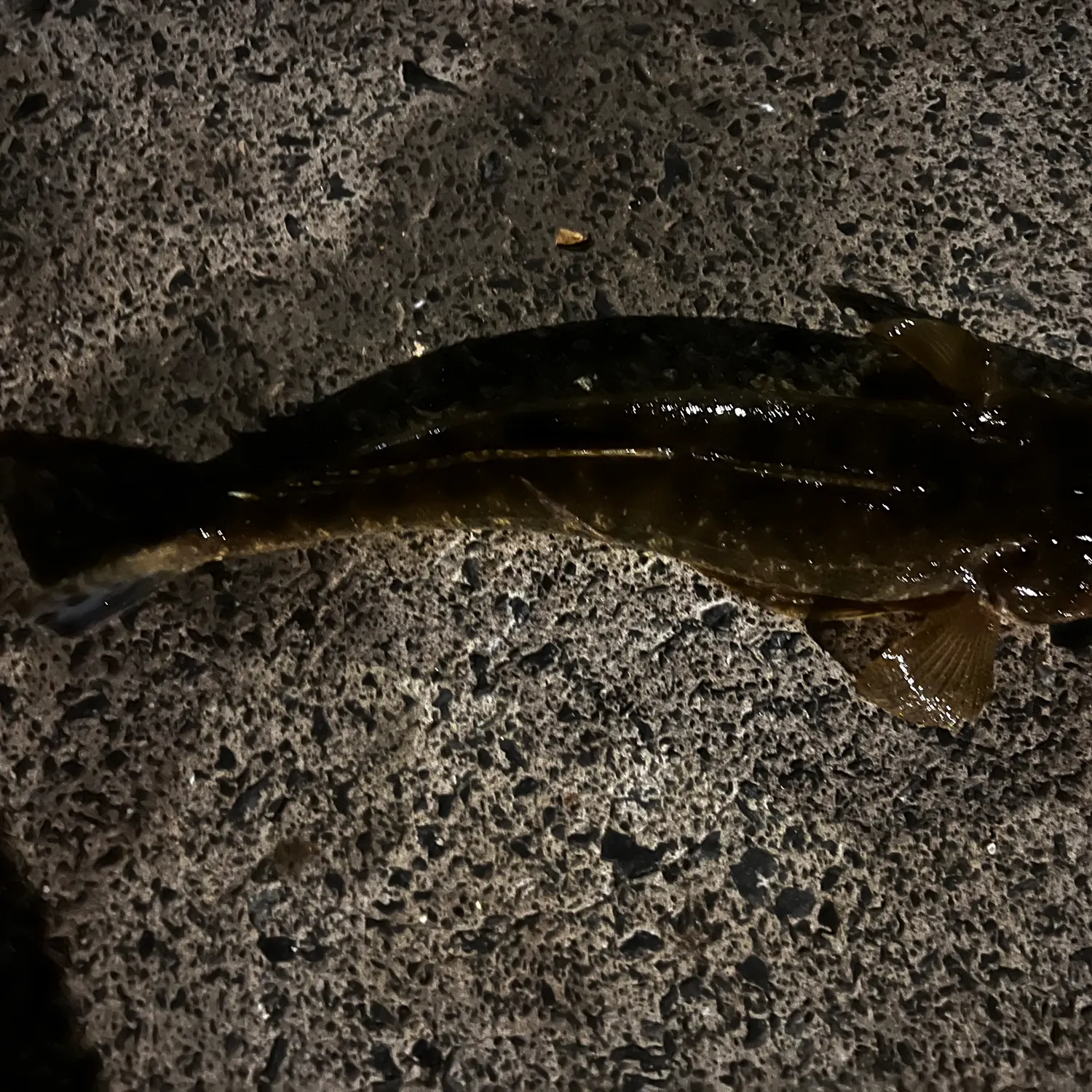 The most recent Dusky flathead catches on Fishbrain