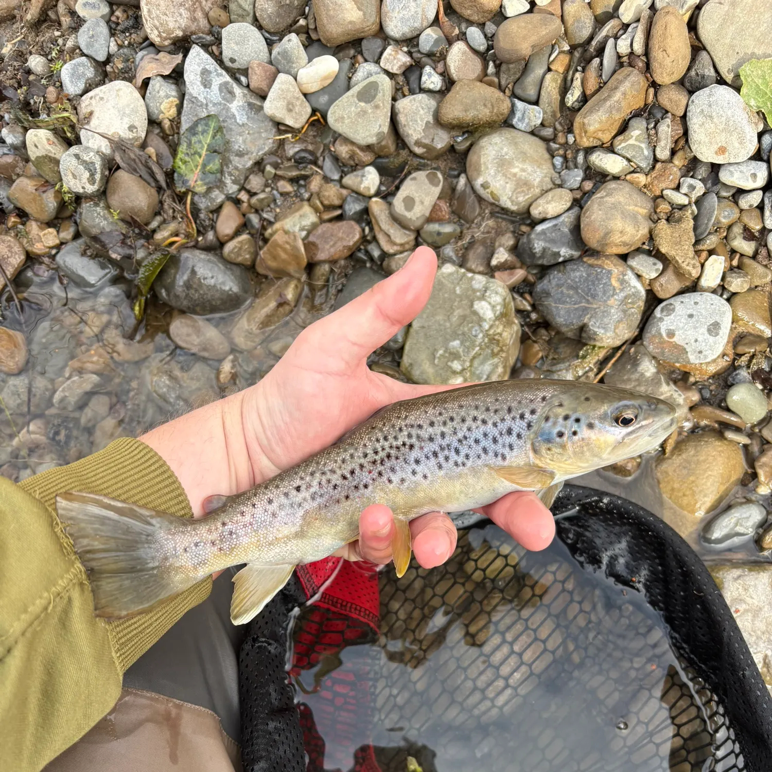The most recent Brown trout catches on Fishbrain