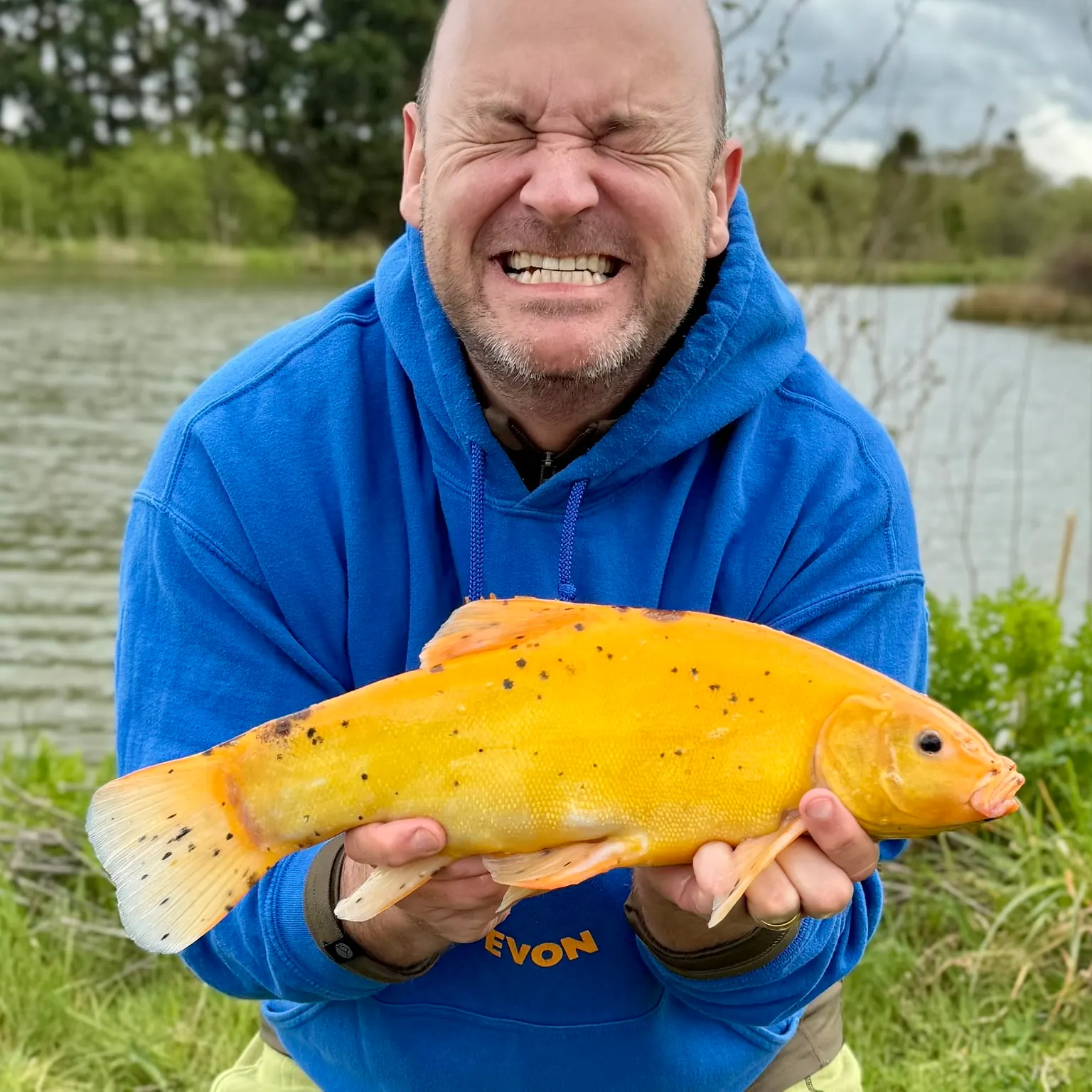 The most recent Golden tench catches on Fishbrain
