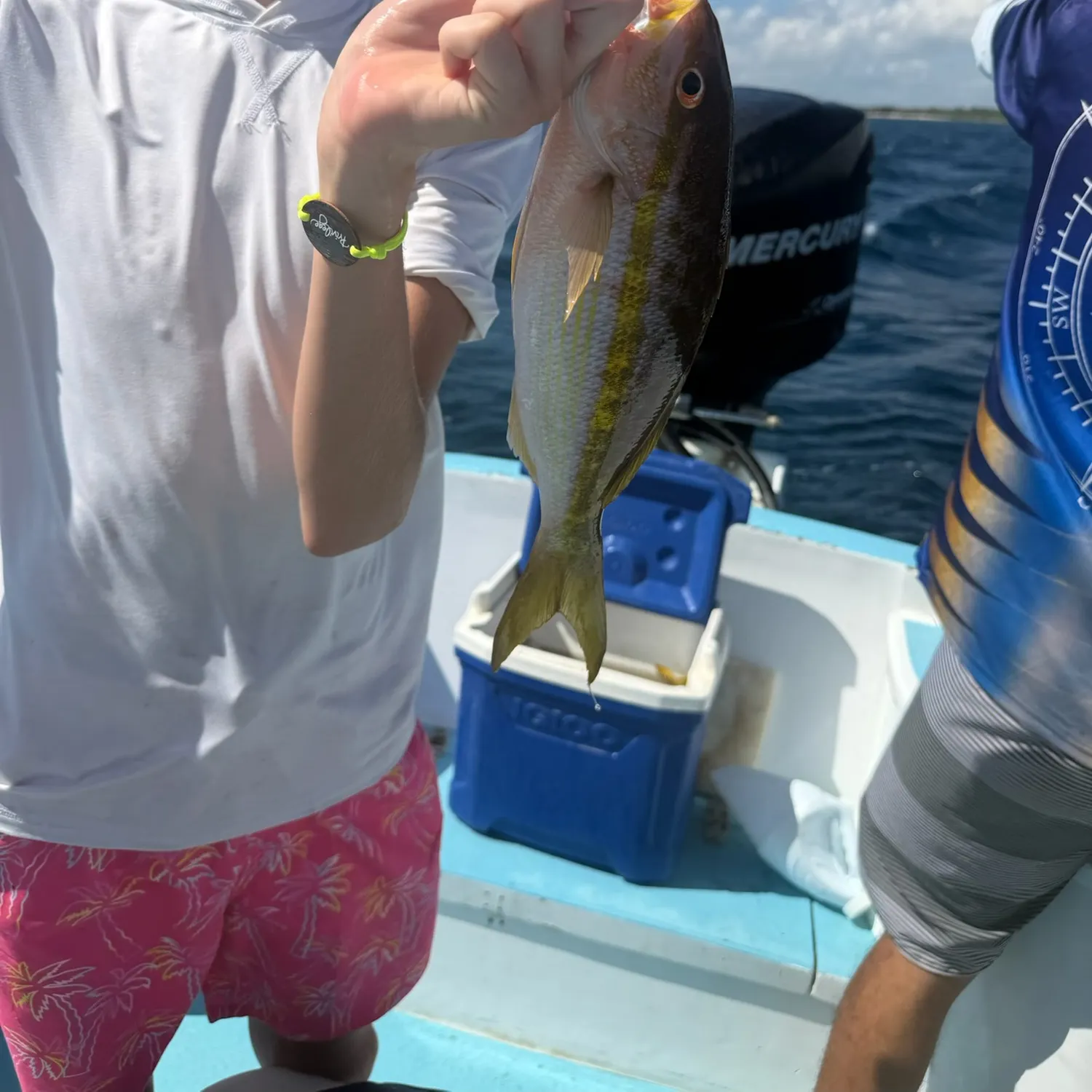 Yellowtail snapper caught on Fishbrain