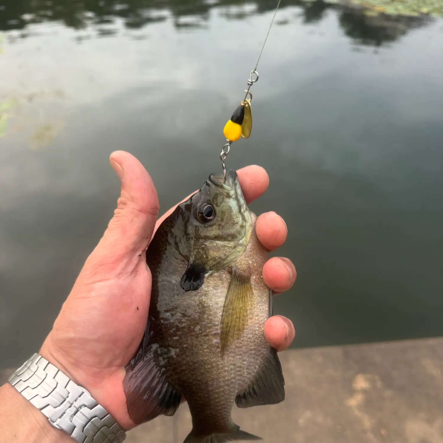 Bluegill caught on Fishbrain
