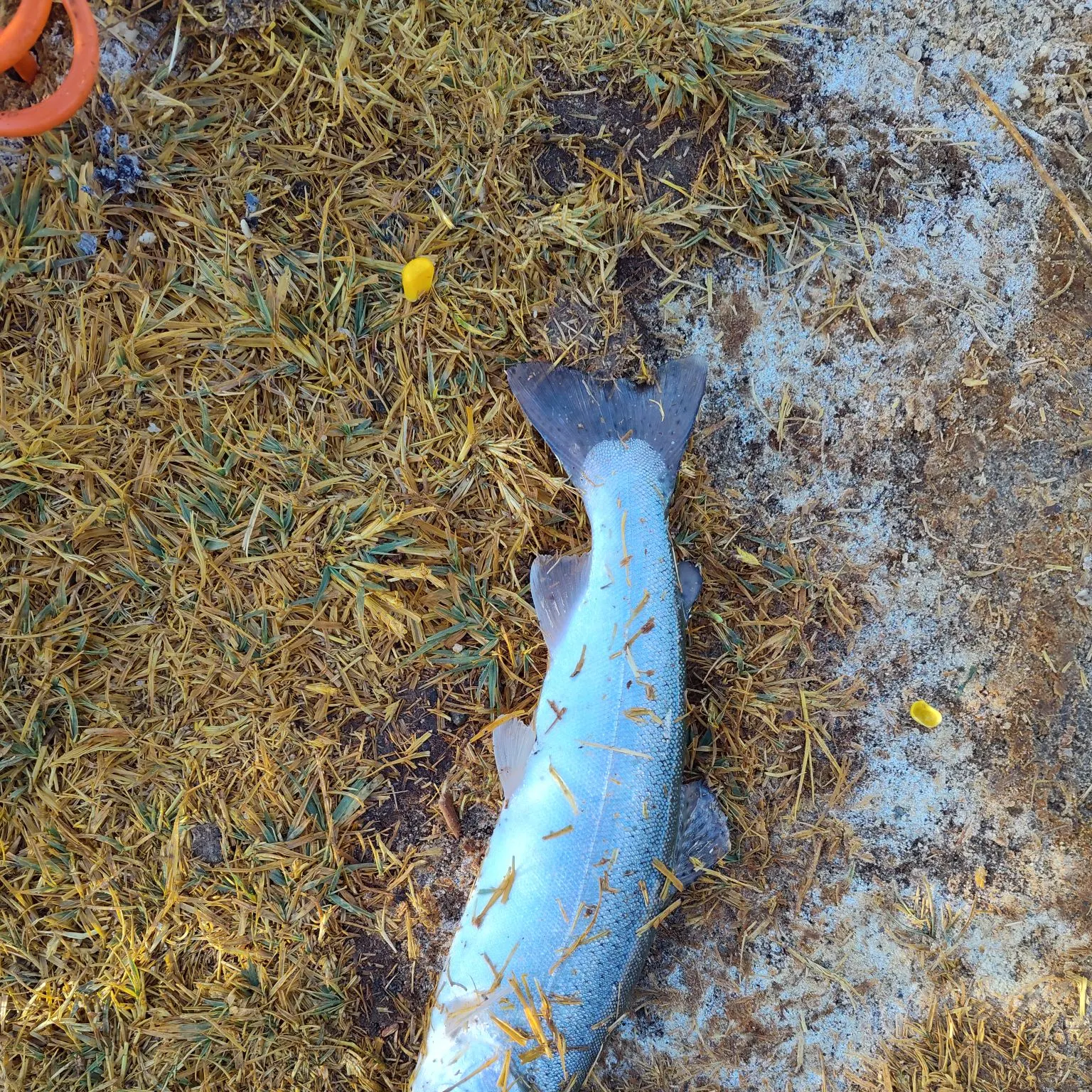 Rainbow trout caught on Fishbrain