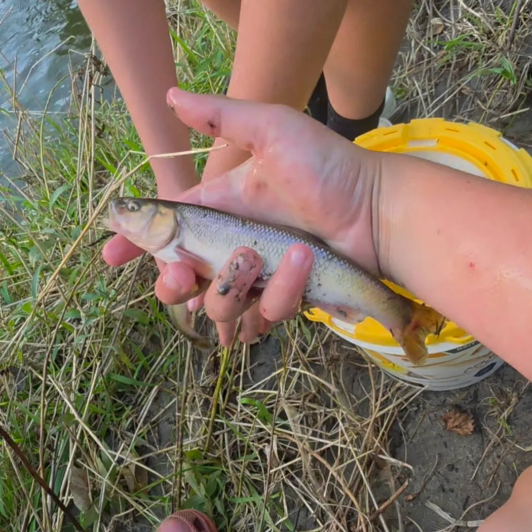 Creek chub caught on Fishbrain