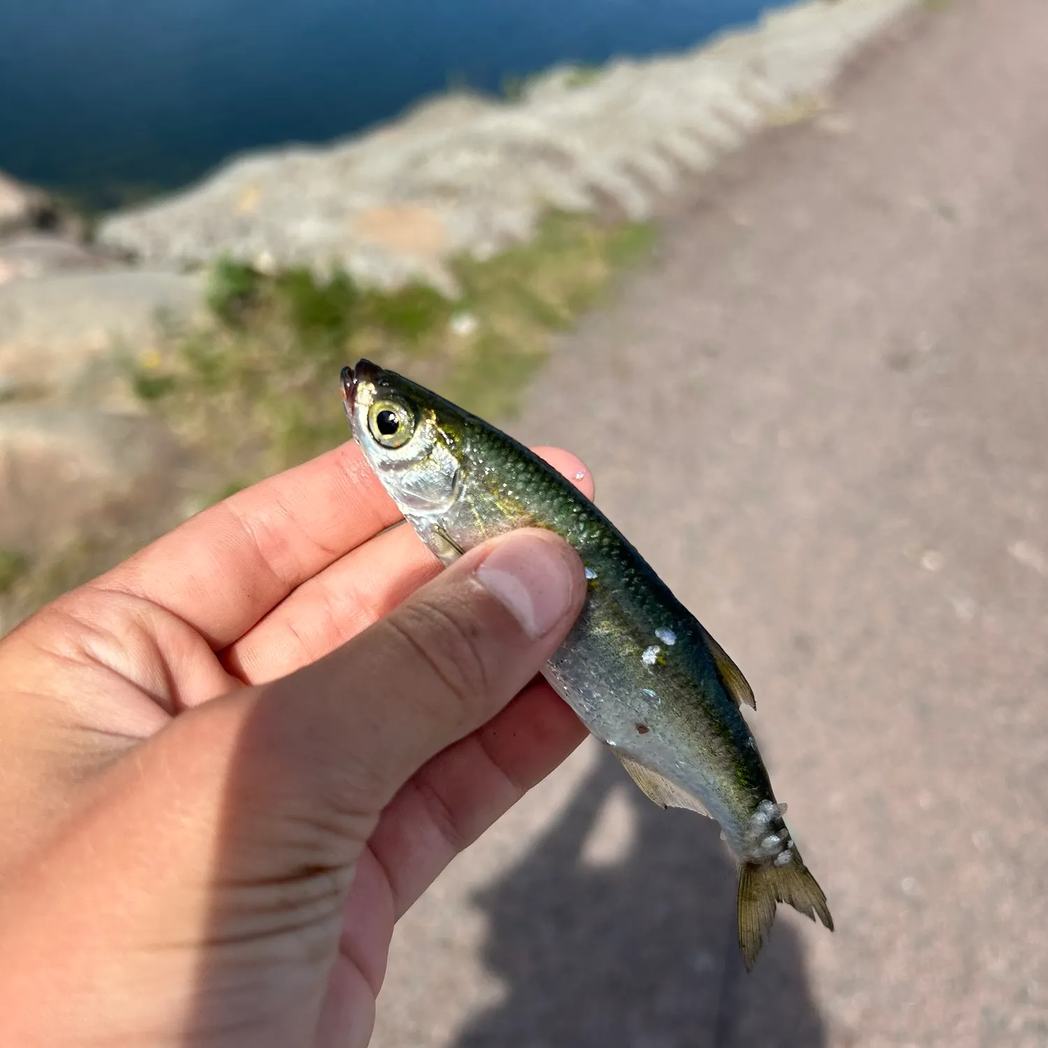 Atlantic herring caught on Fishbrain