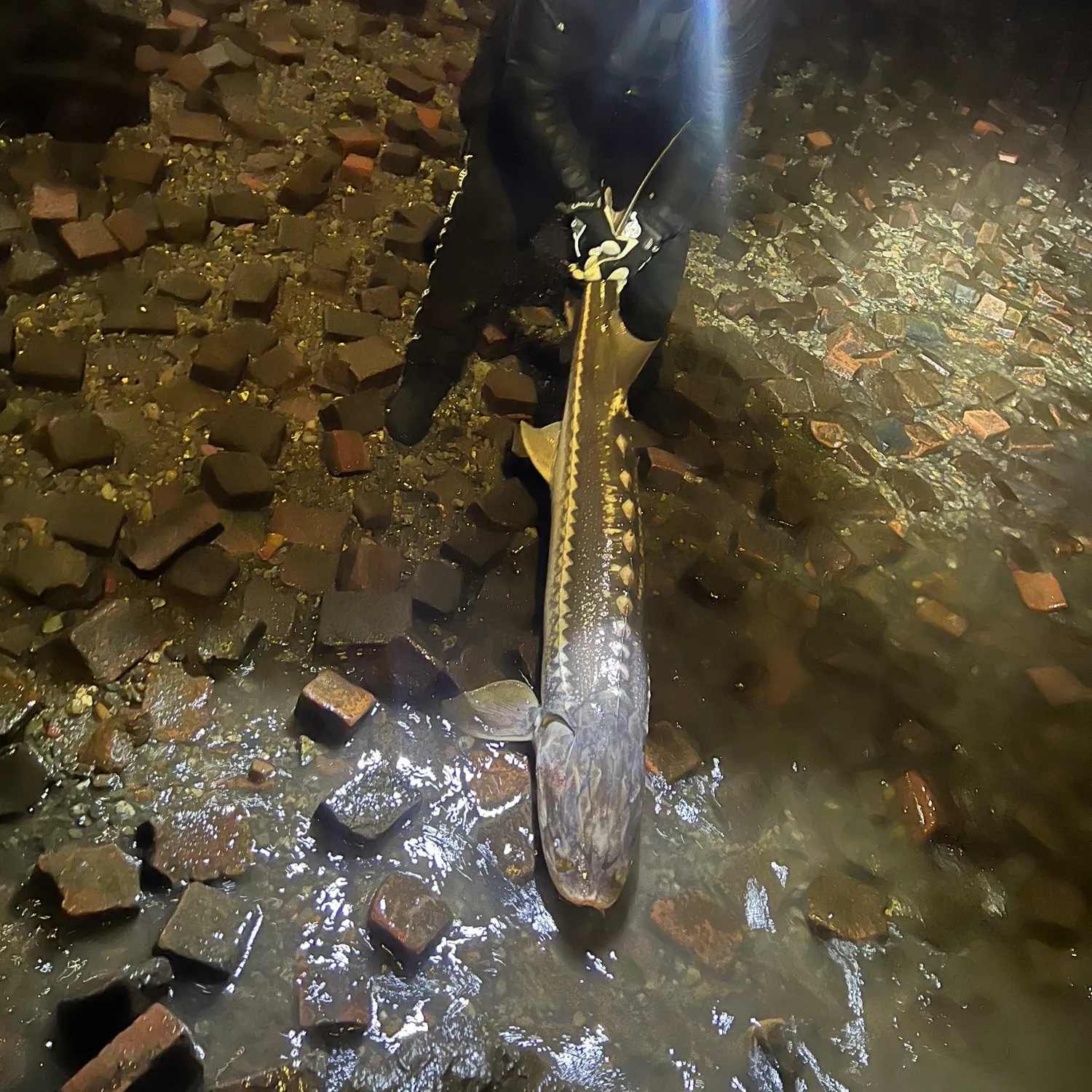 The most recent White sturgeon catches on Fishbrain