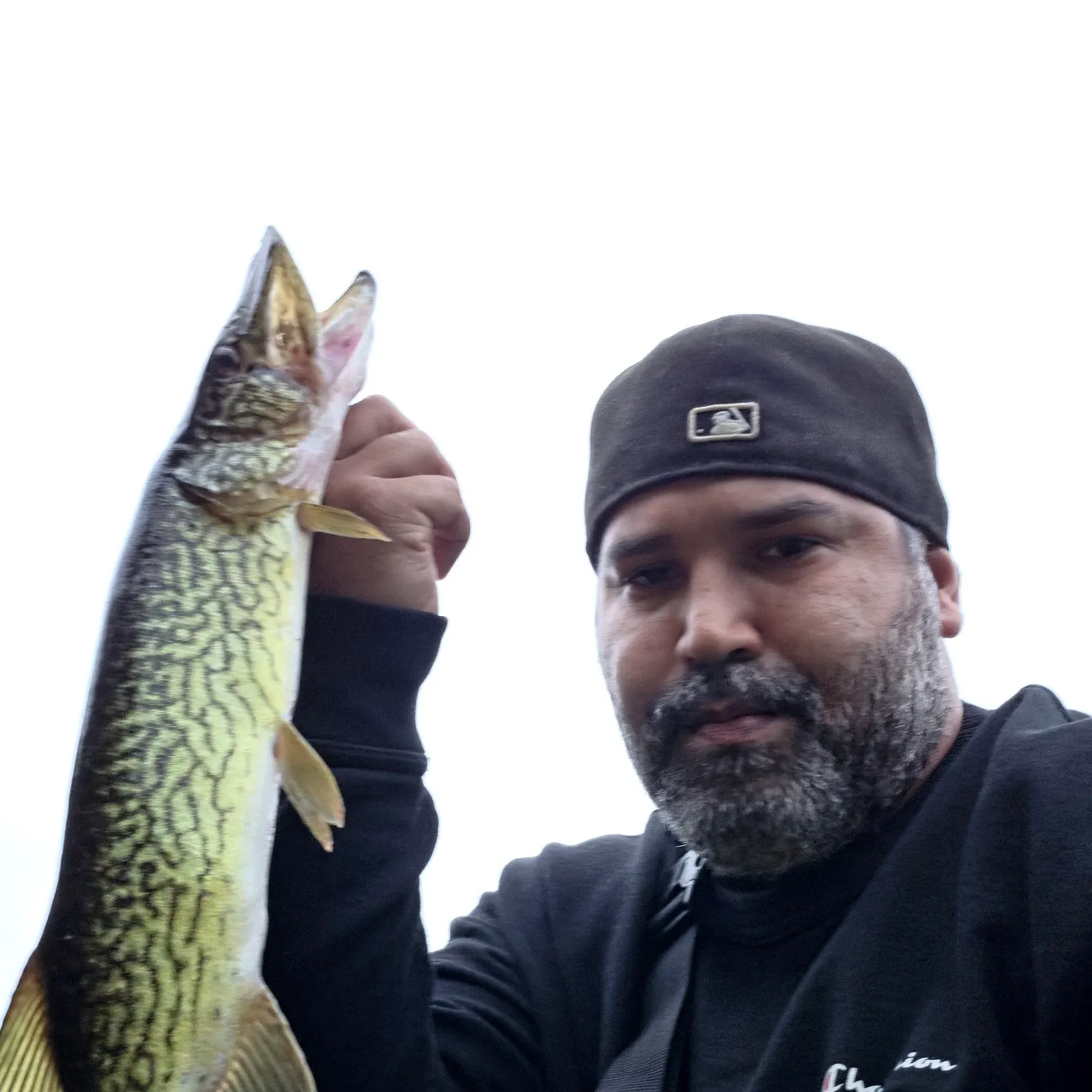 Chain pickerel caught on Fishbrain