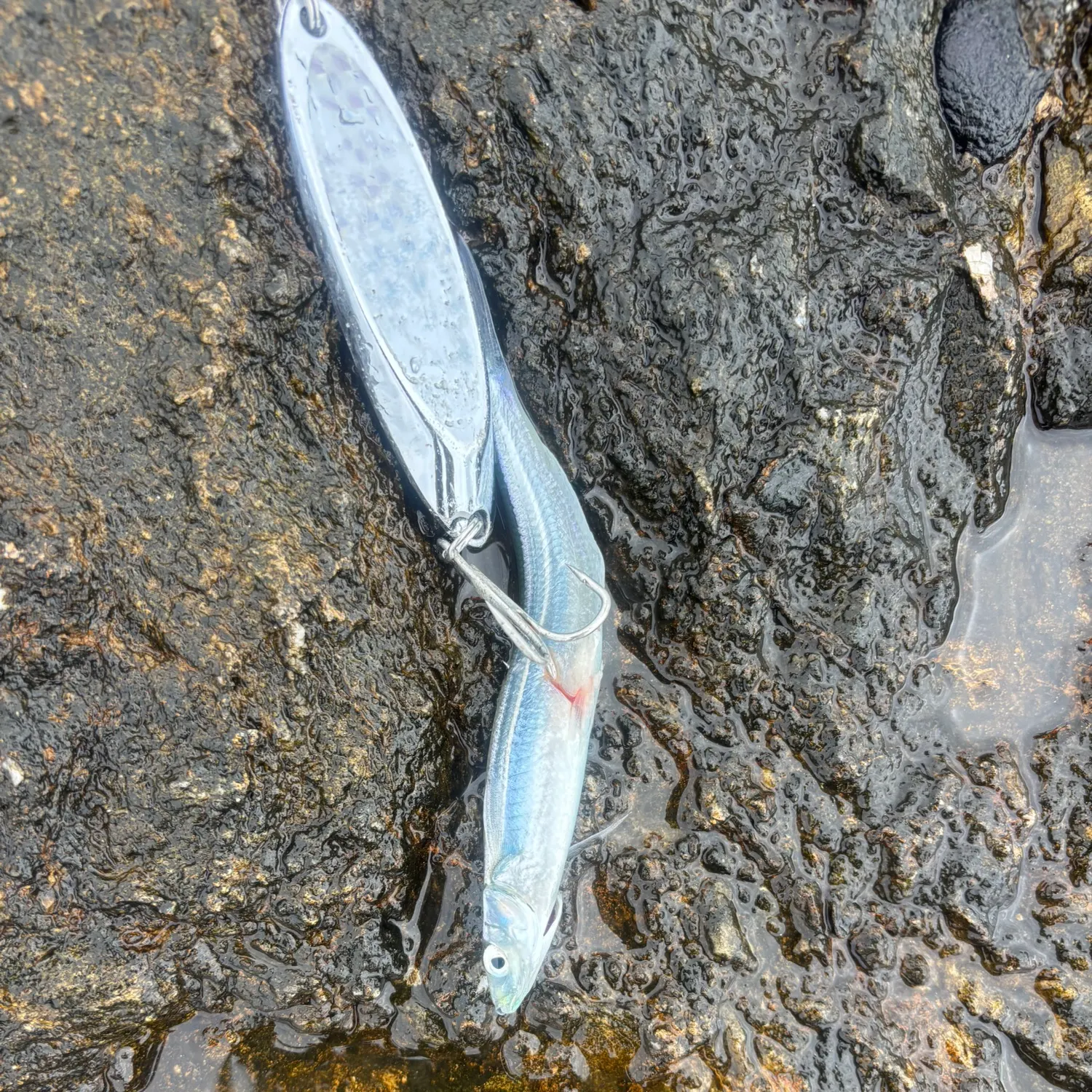 Topsmelt silverside caught on Fishbrain