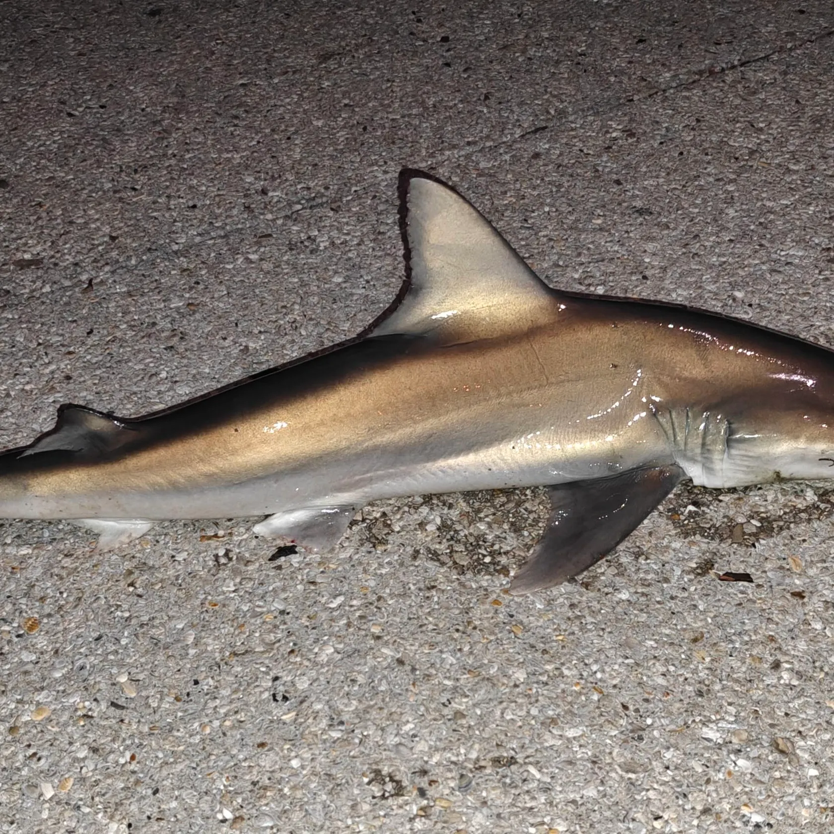The most recent Spinner shark catches on Fishbrain