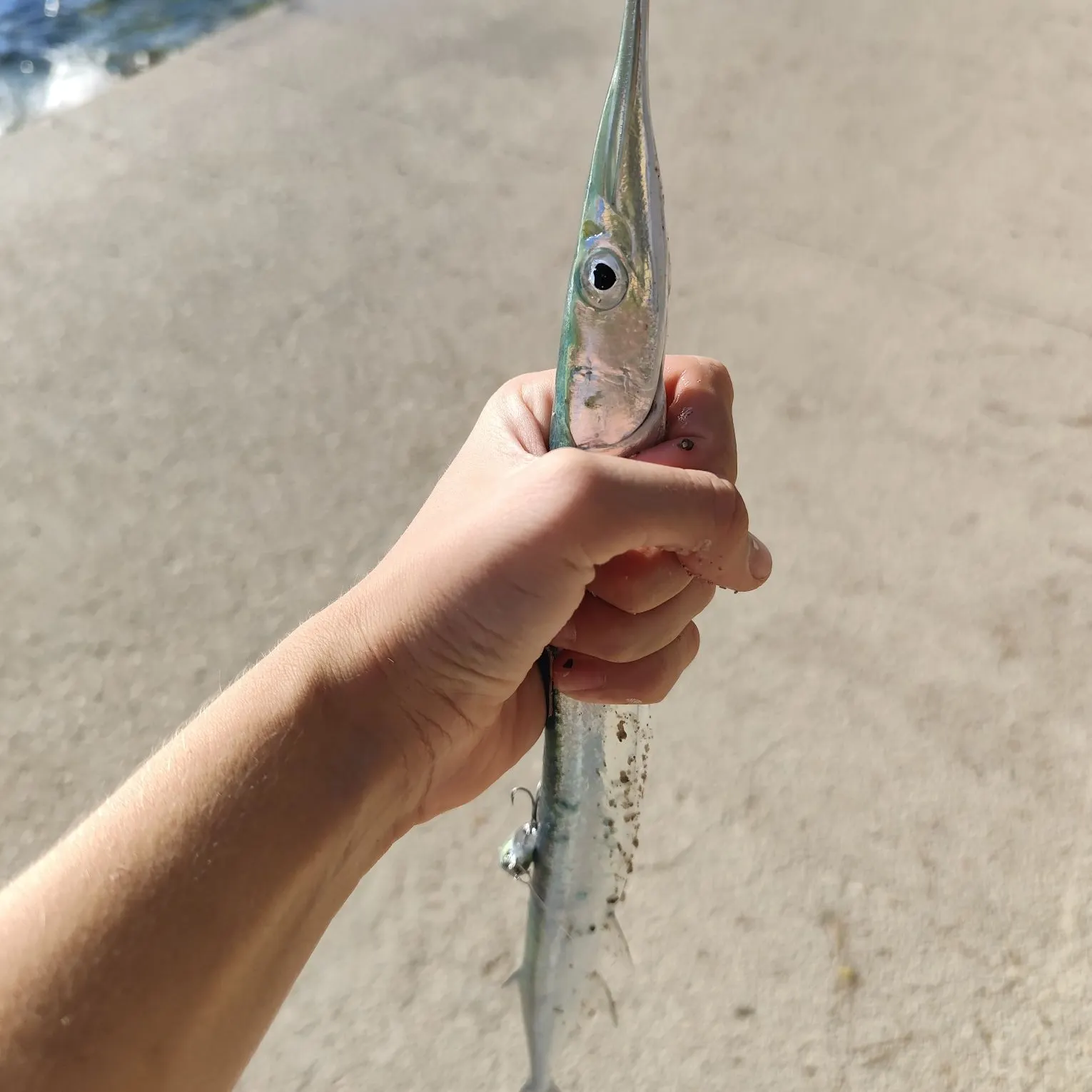 European garfish caught on Fishbrain