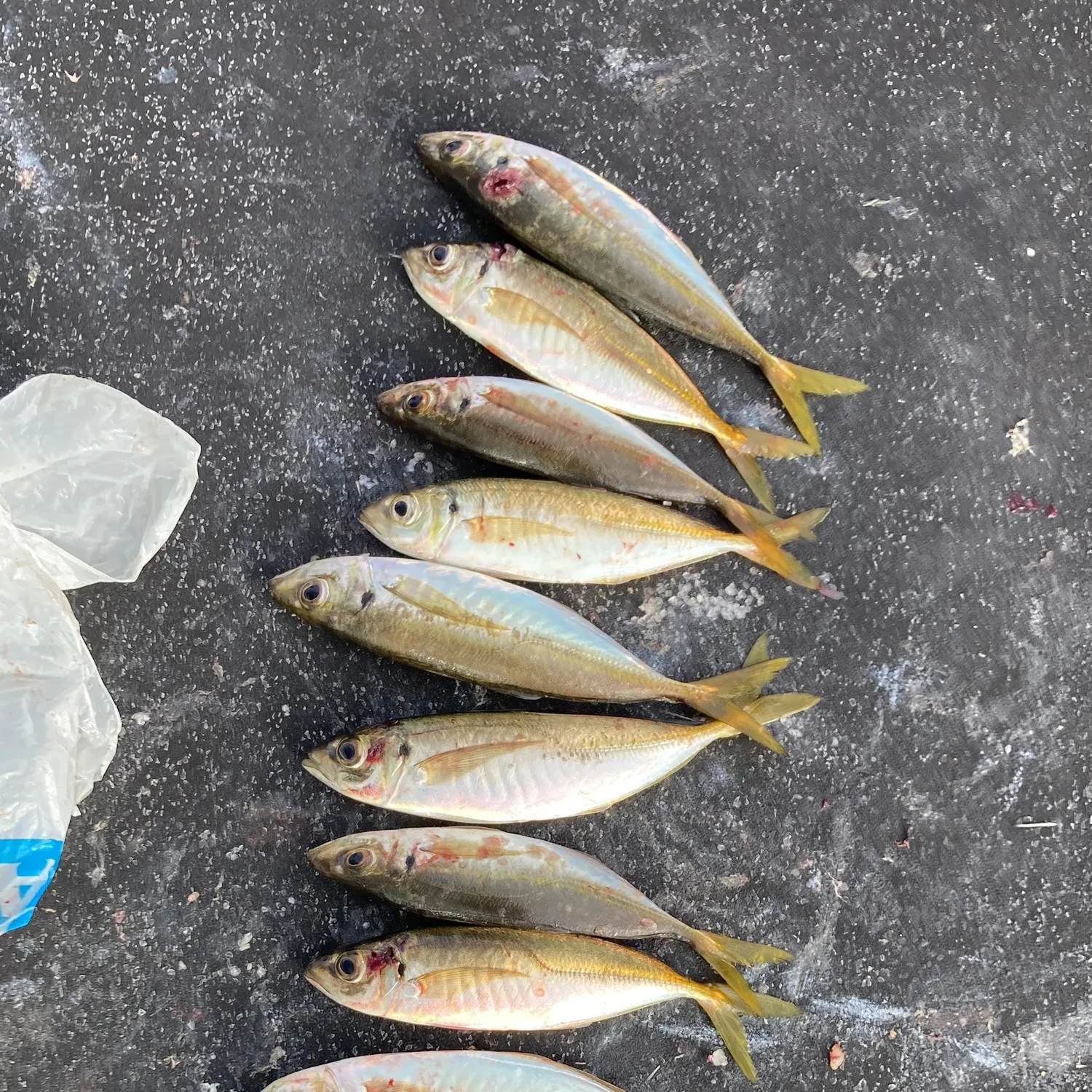 The most recent Yellowtail scad catches on Fishbrain
