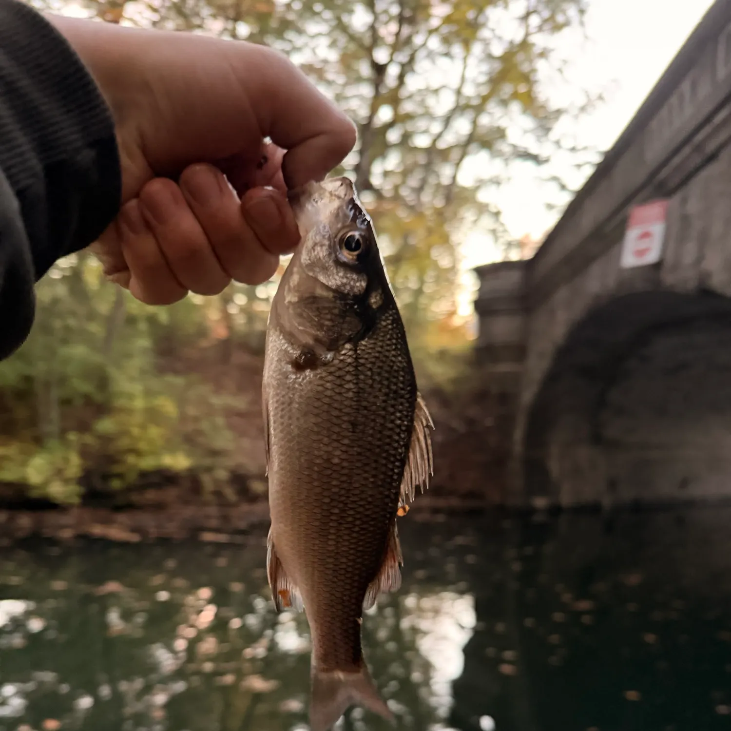 White perch caught on Fishbrain