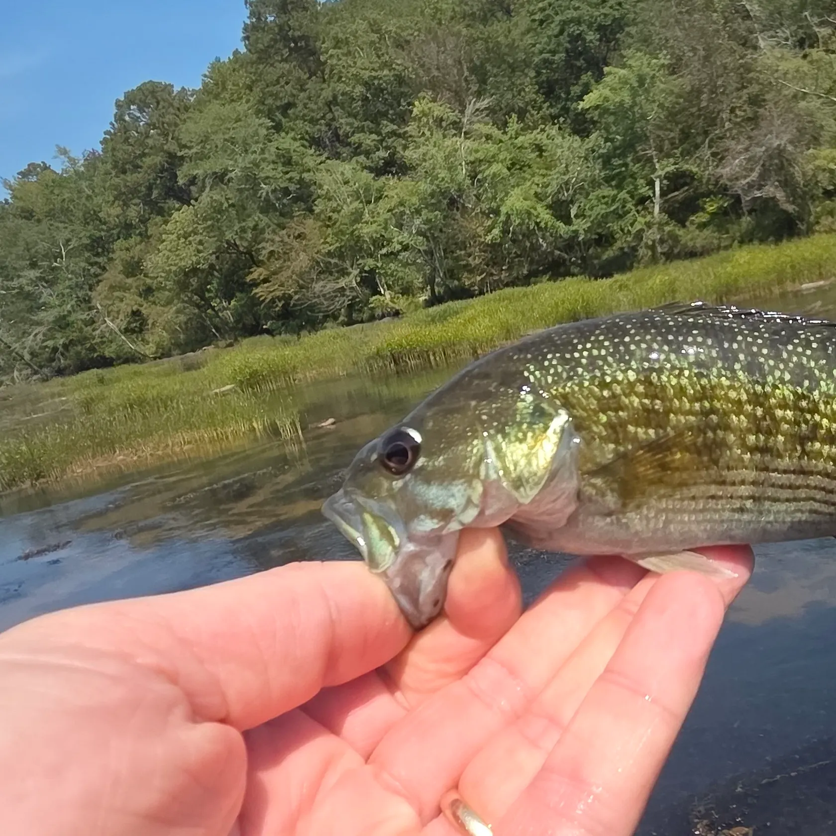 The most recent Tallapoosa bass catches on Fishbrain