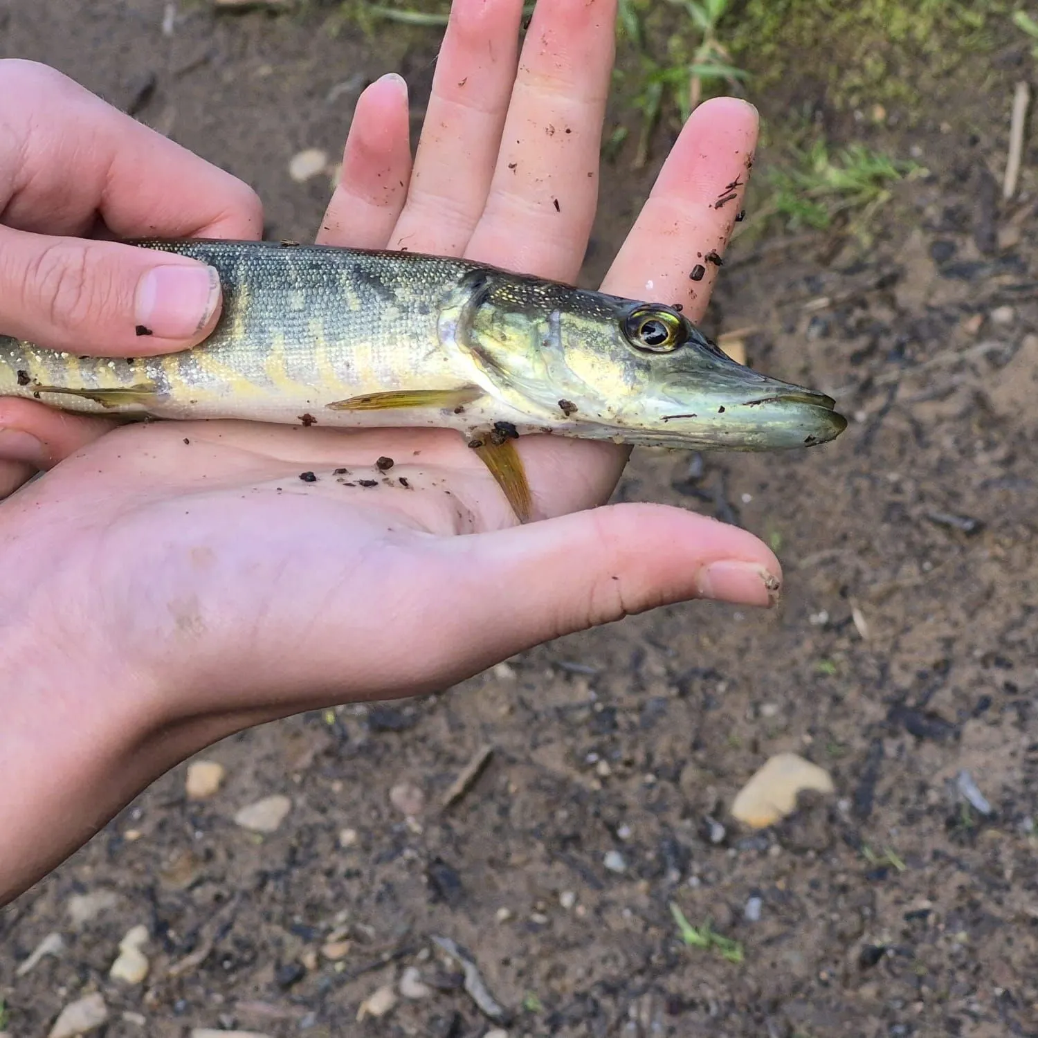 Northern pike caught on Fishbrain