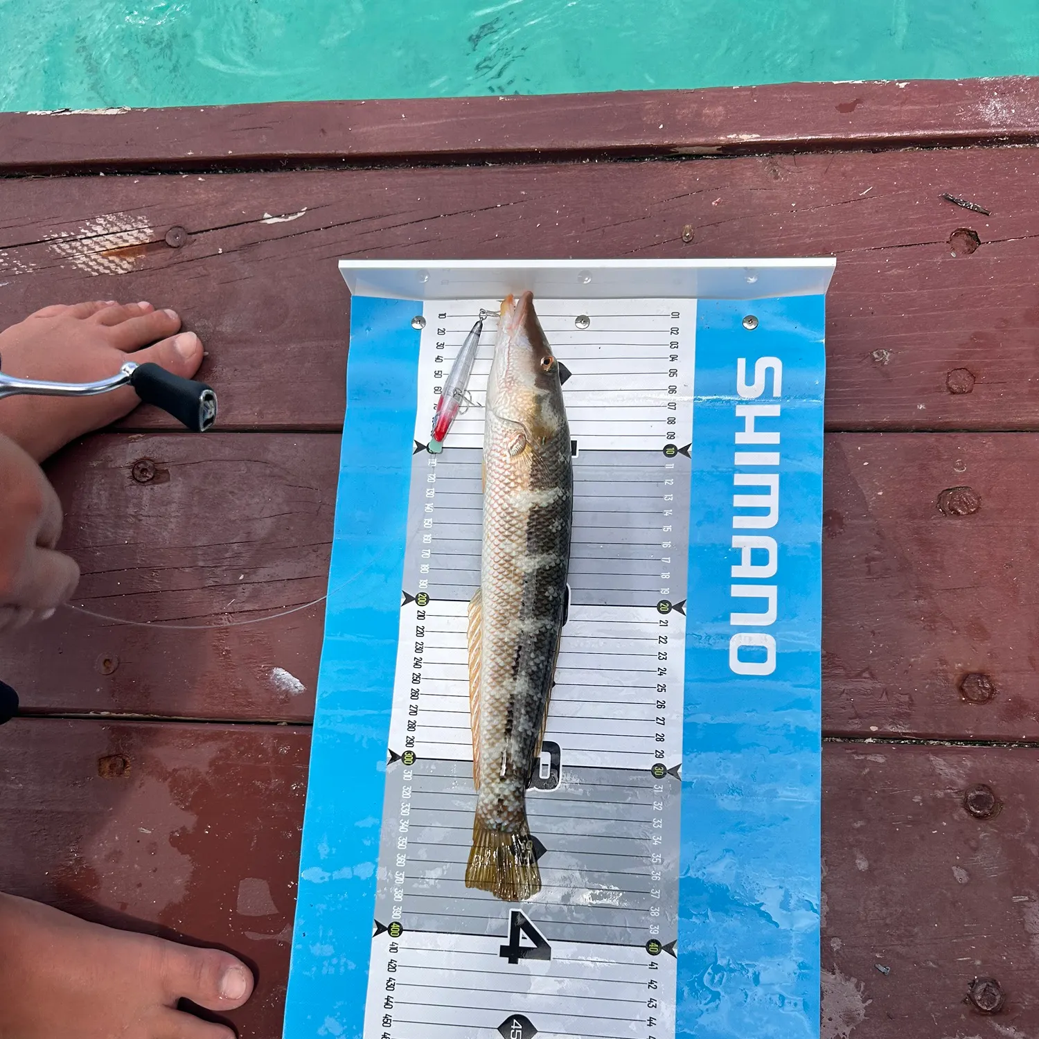 The most recent Cigar wrasse catches on Fishbrain