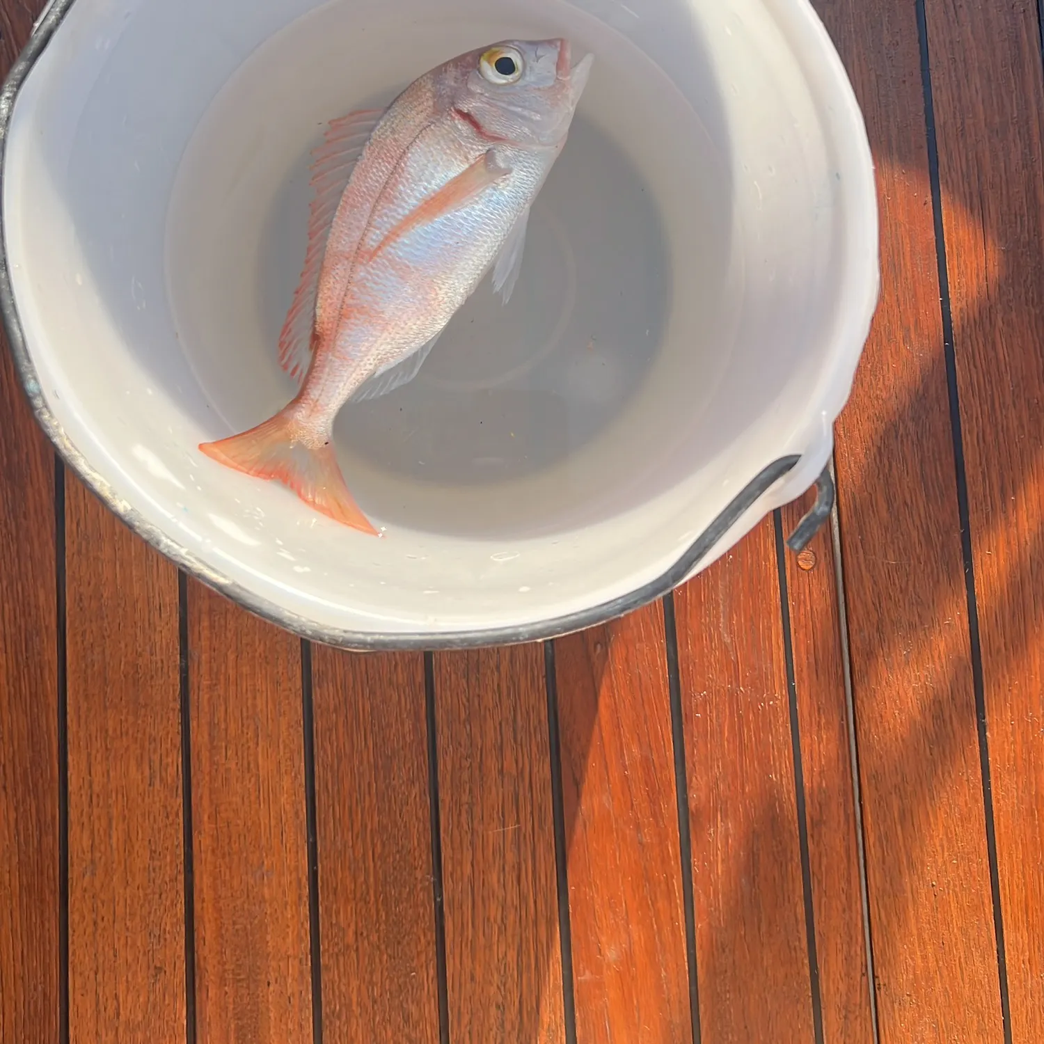 The most recent Common seabream catches on Fishbrain