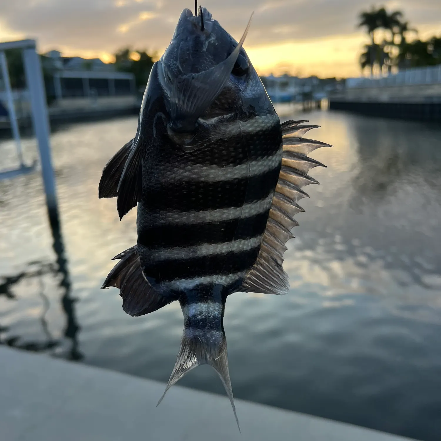 The most recent Sheepshead catches on Fishbrain