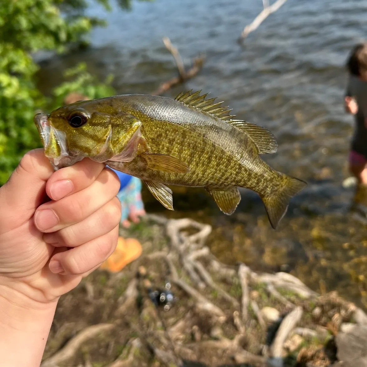 Smallmouth bass caught on Fishbrain