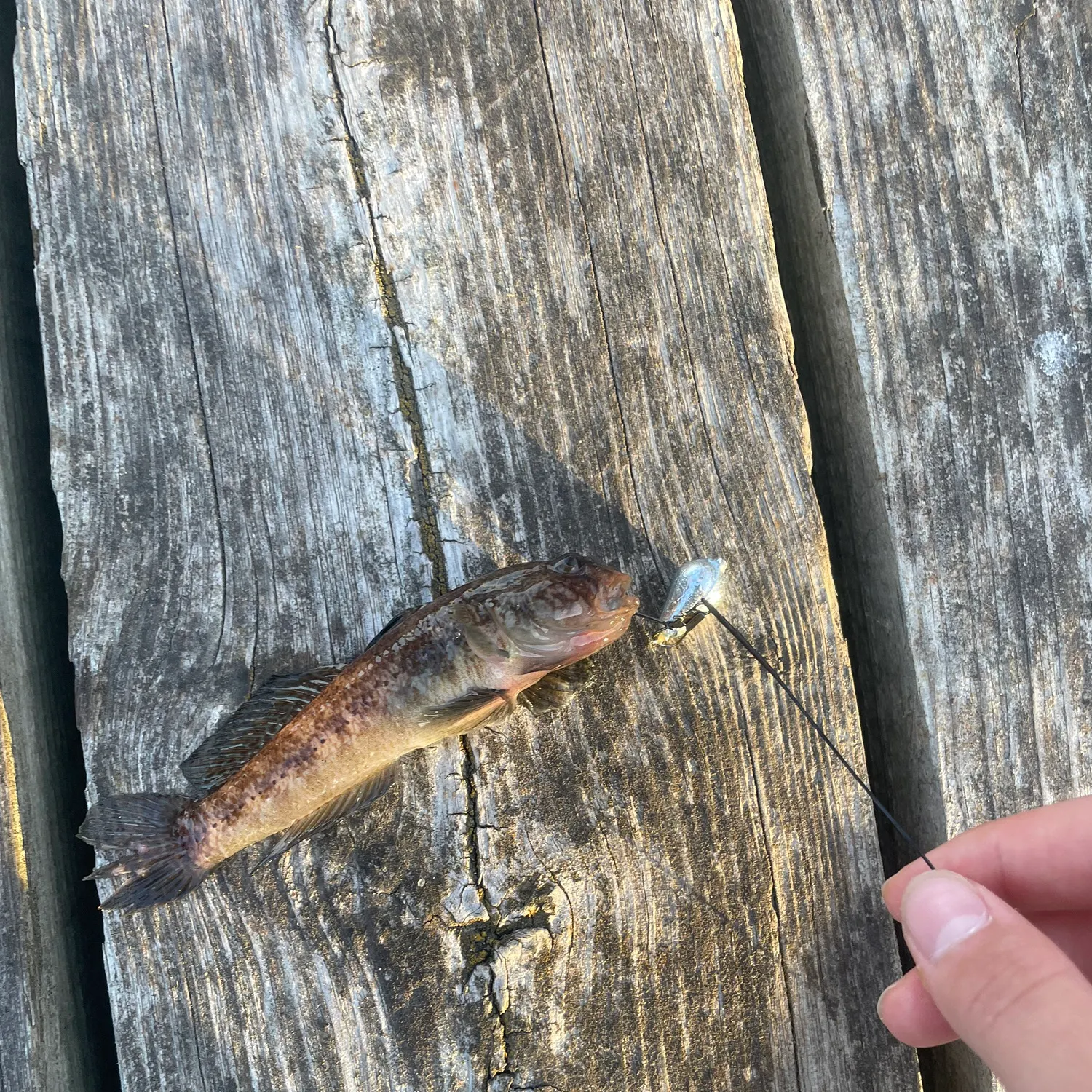 Round goby caught on Fishbrain