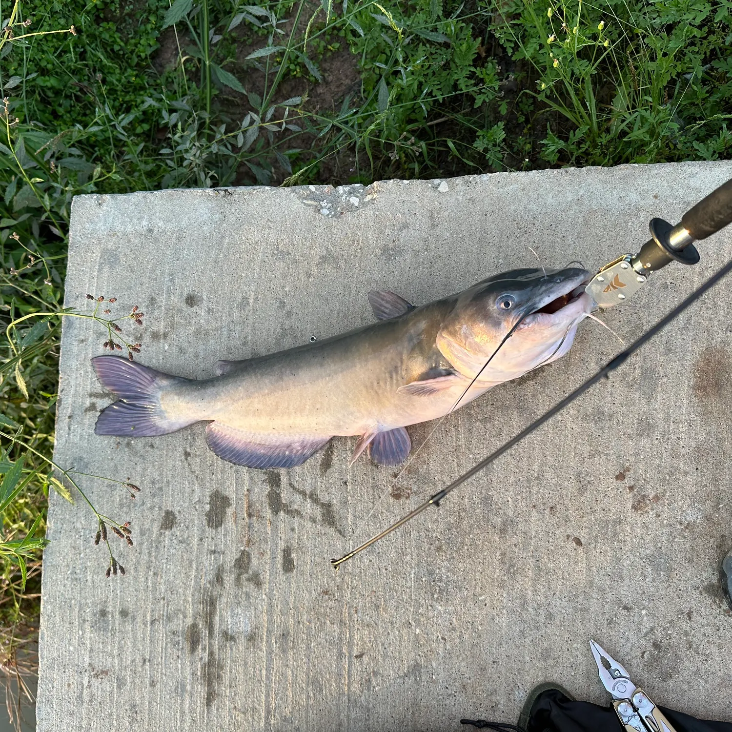 recently logged catches