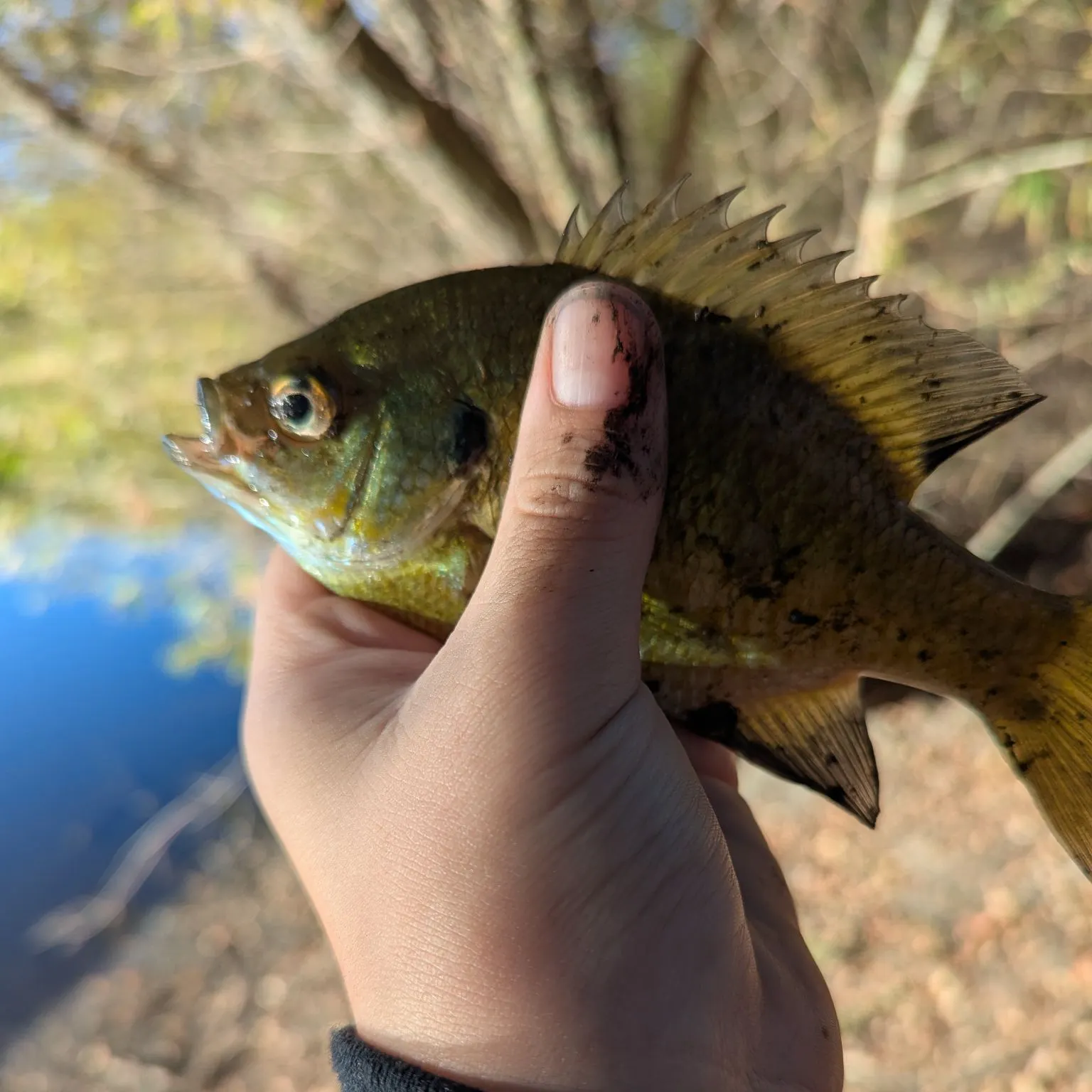 Bluegill caught on Fishbrain