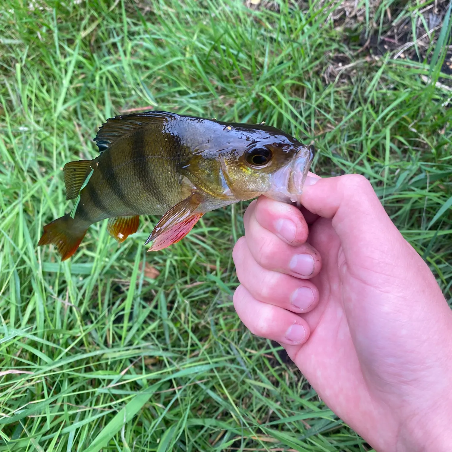 European perch caught on Fishbrain