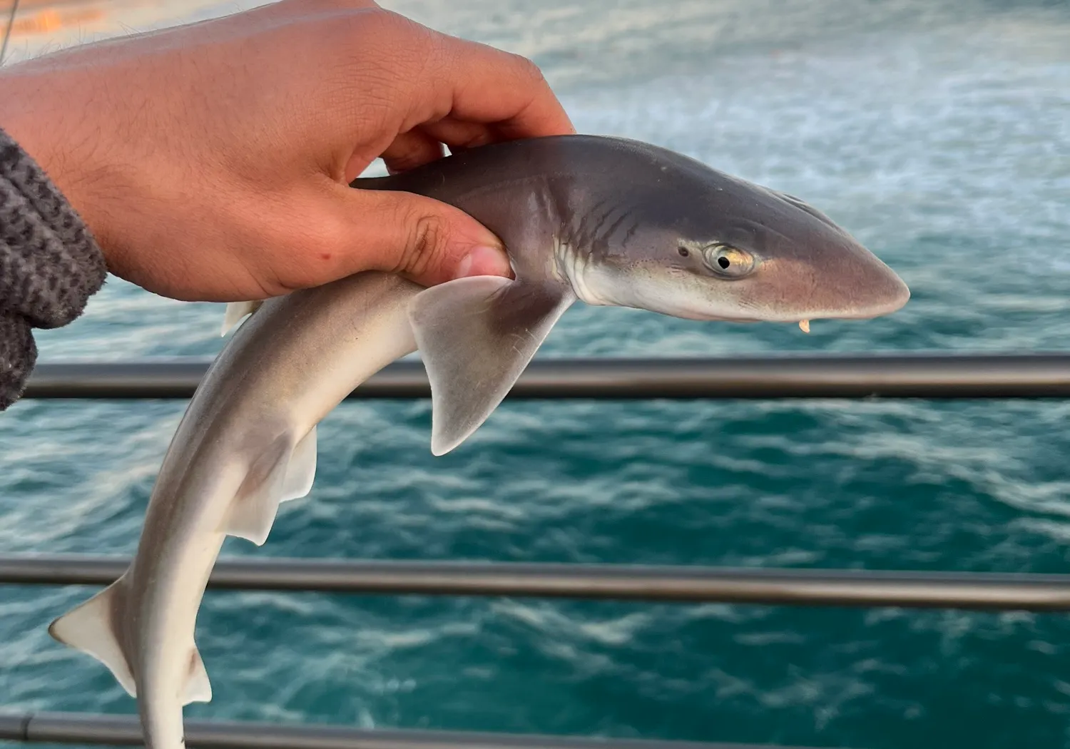 Grey smooth-hound