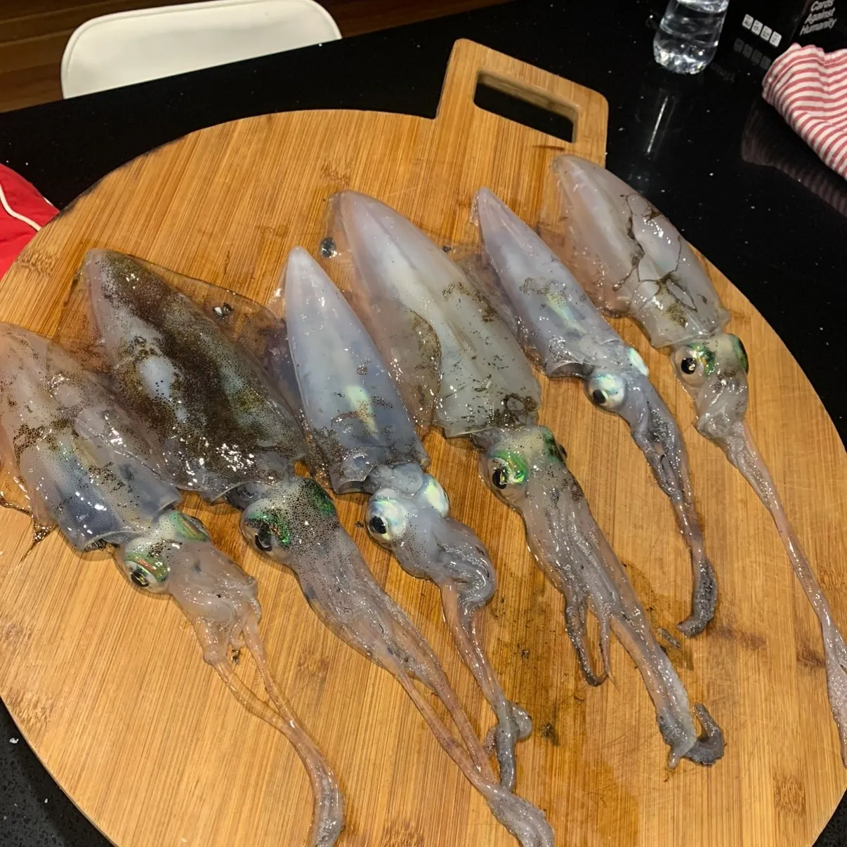 Southern calamari caught on Fishbrain