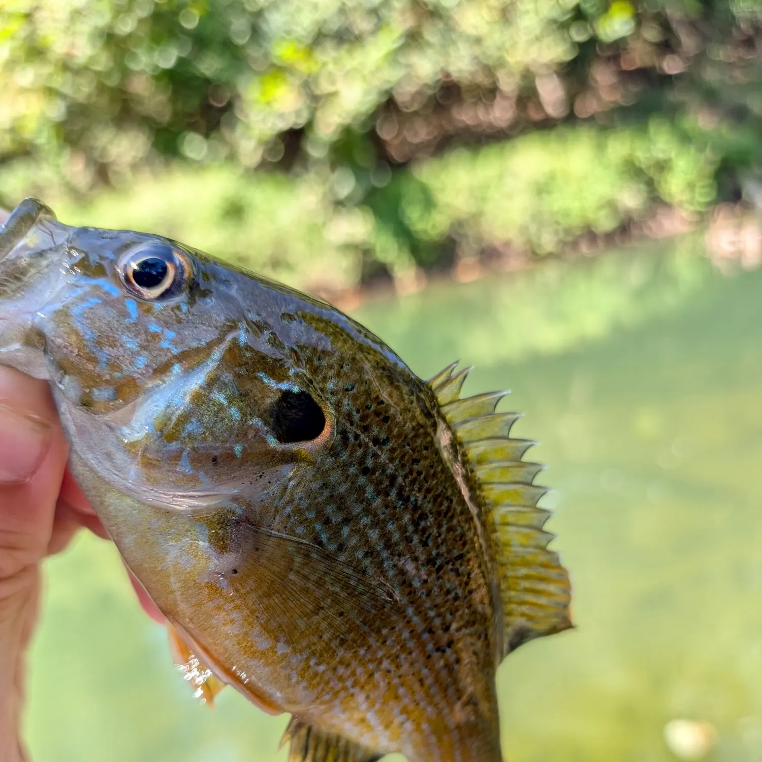 Green sunfish caught on Fishbrain