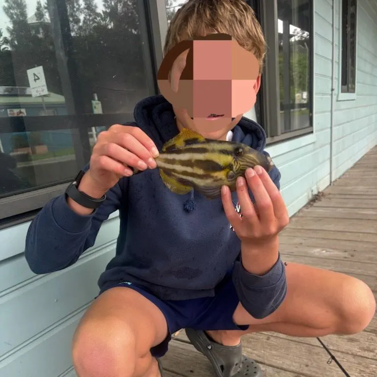 Six-spined leatherjacket caught on Fishbrain