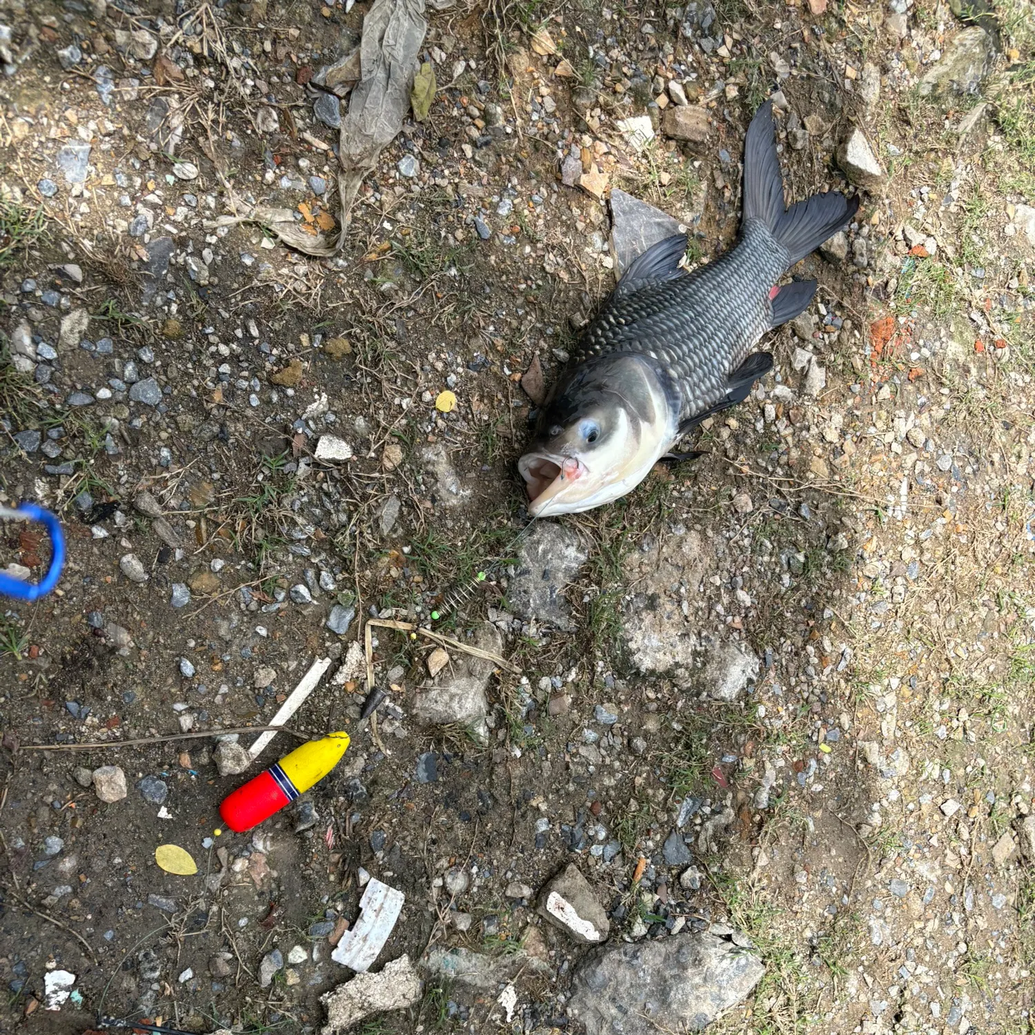 The most recent Siamese carp catches on Fishbrain