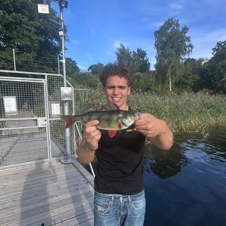 European perch caught on Fishbrain