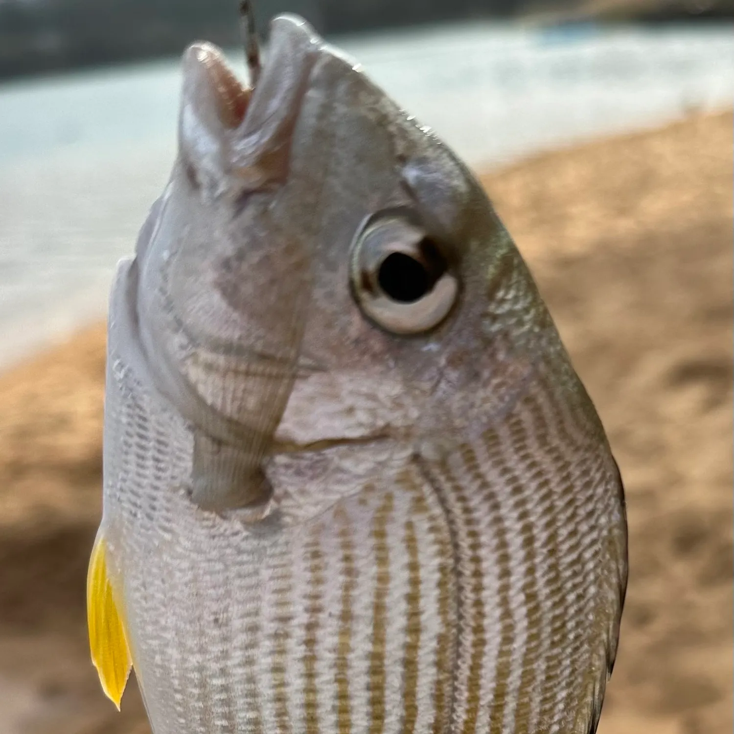 Surf bream caught on Fishbrain