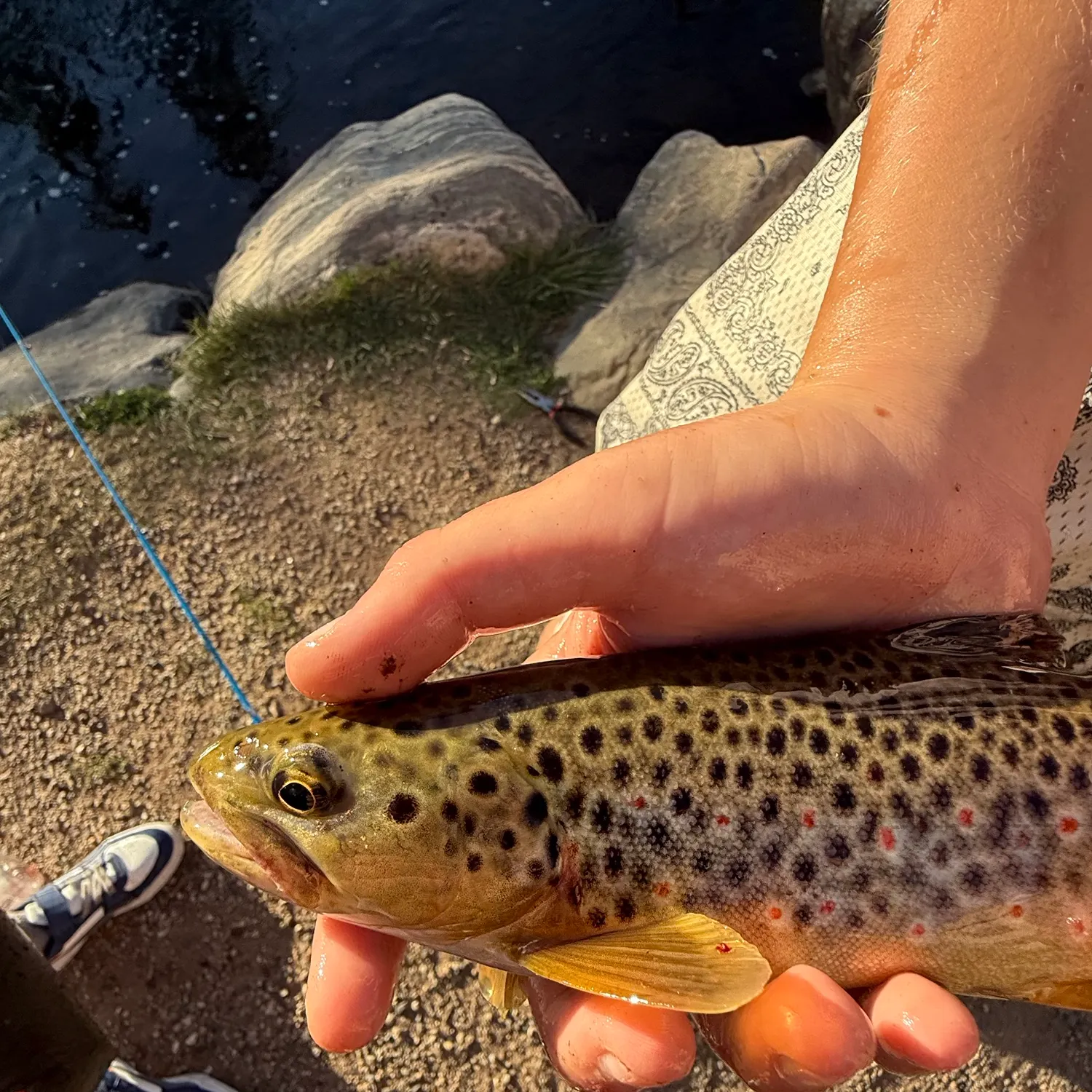 Lake trout caught on Fishbrain