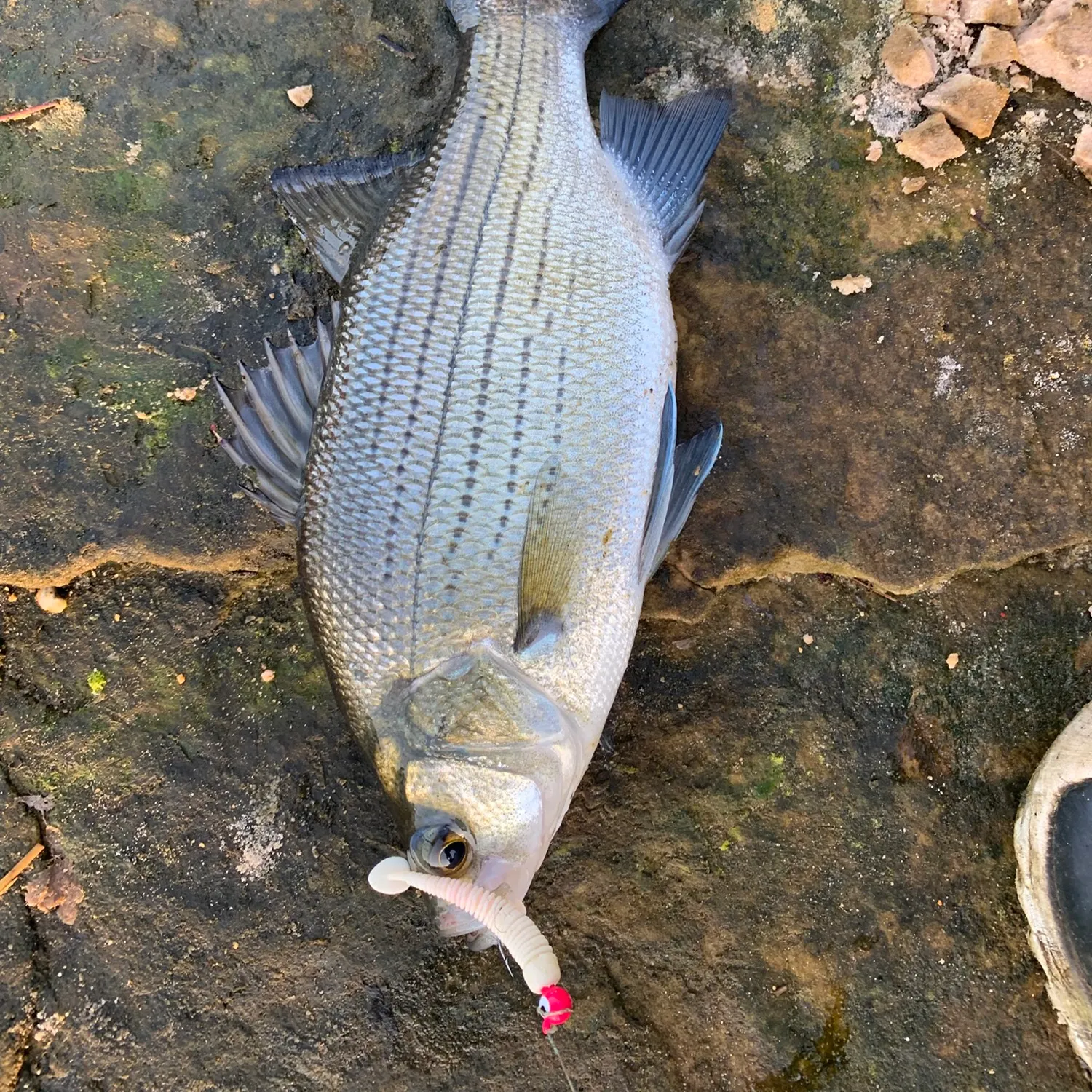 The most recent White bass catches on Fishbrain