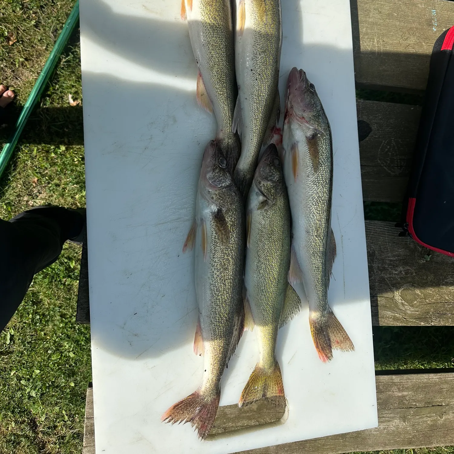 Walleye caught on Fishbrain