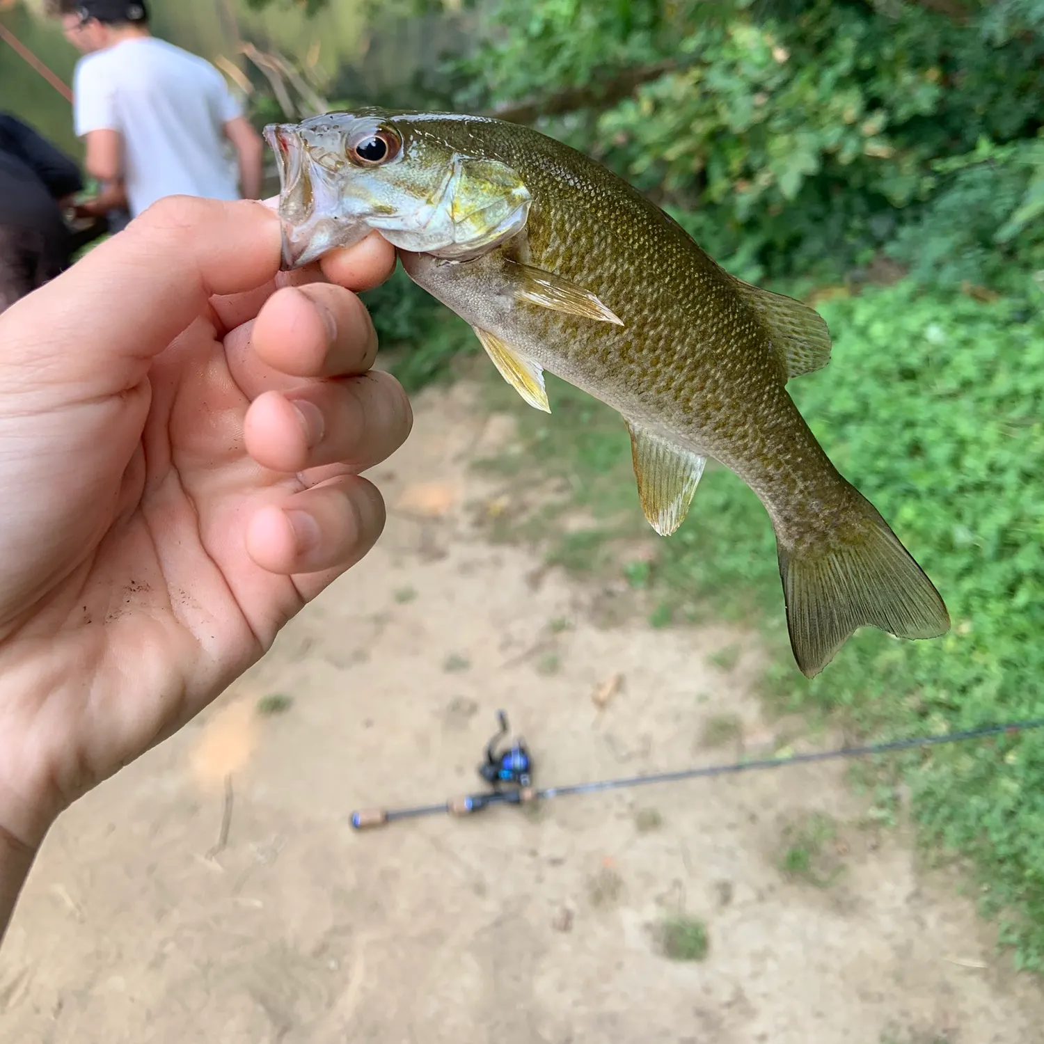 The most recent Smallmouth bass catches on Fishbrain