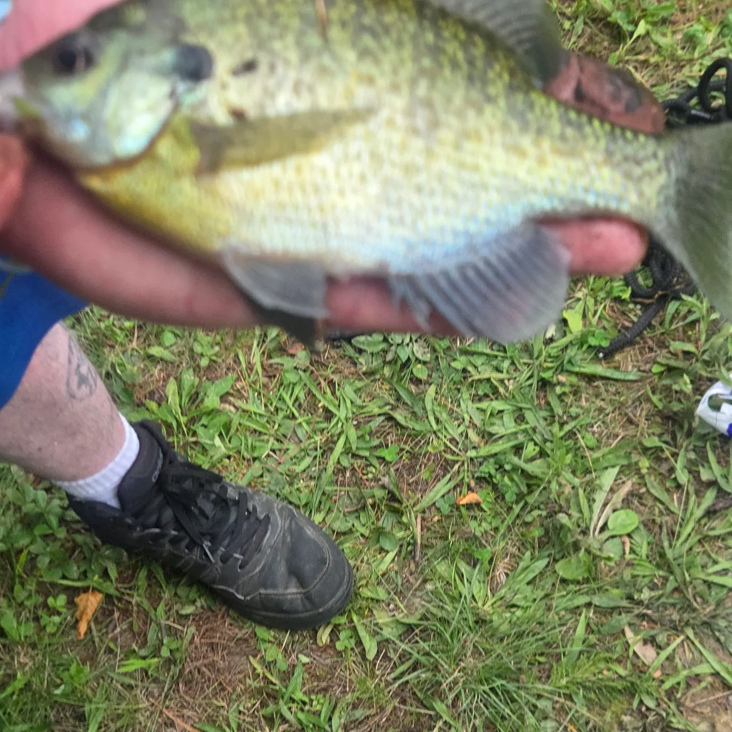 Bluegill caught on Fishbrain