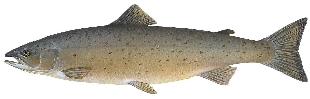 Atlantic salmon