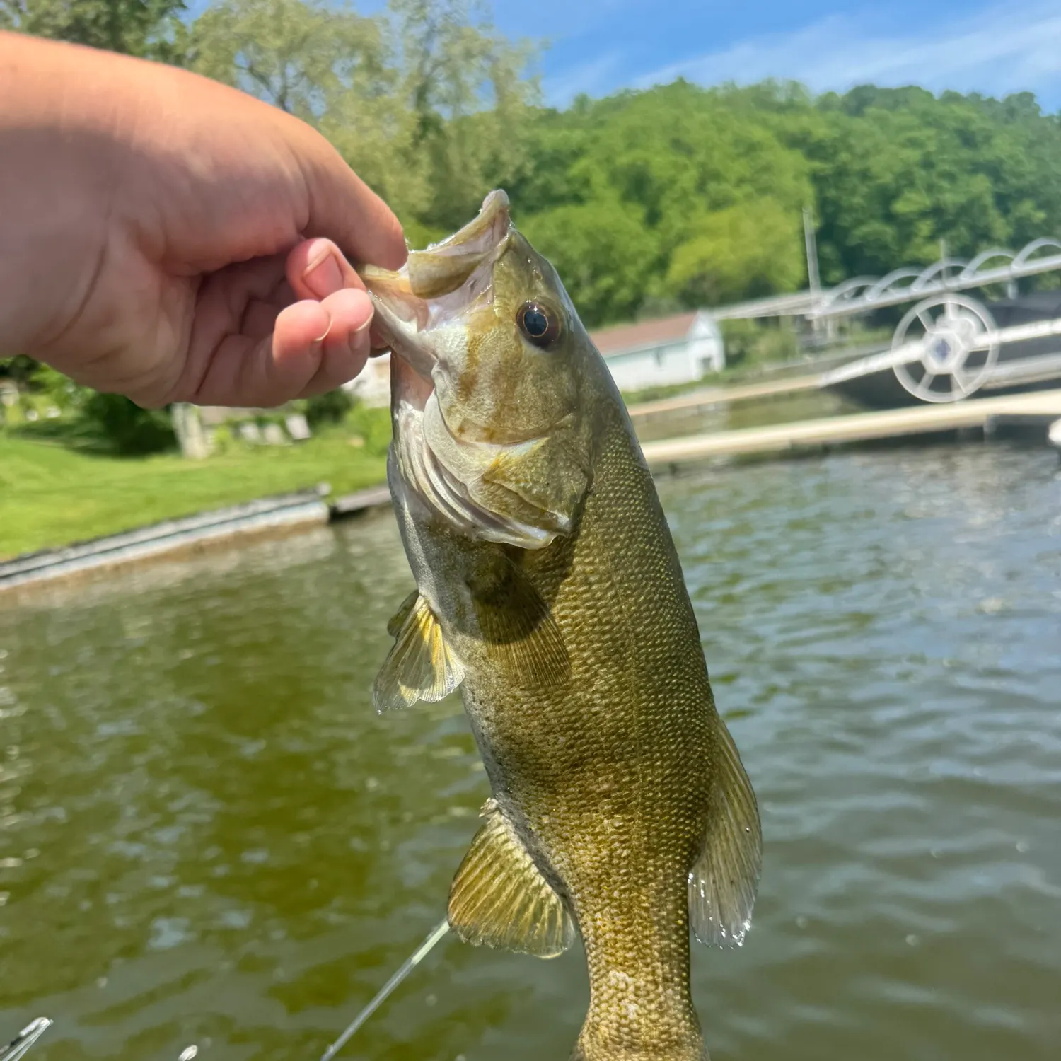 The most recent Smallmouth bass catches on Fishbrain