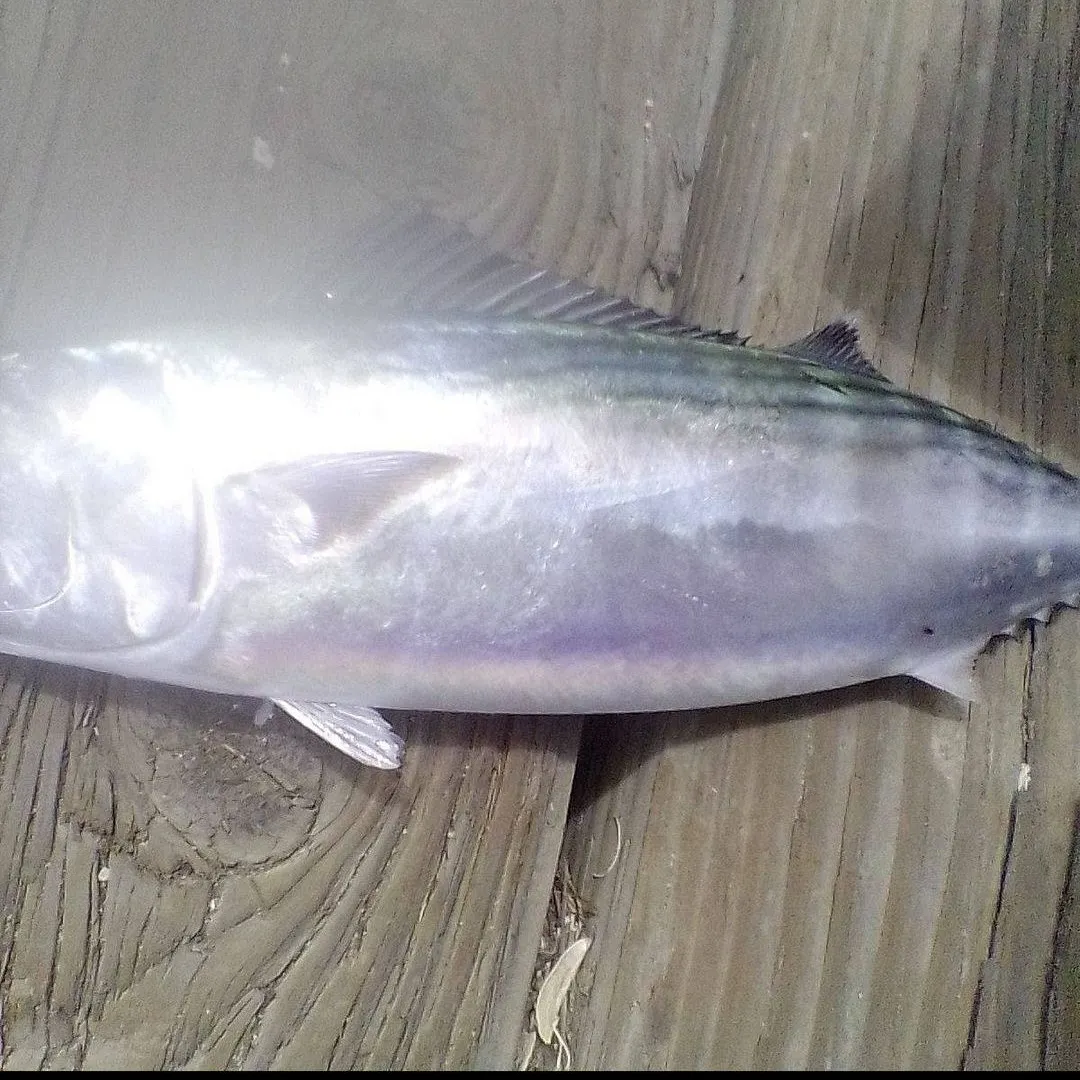 The most recent Atlantic bonito catches on Fishbrain