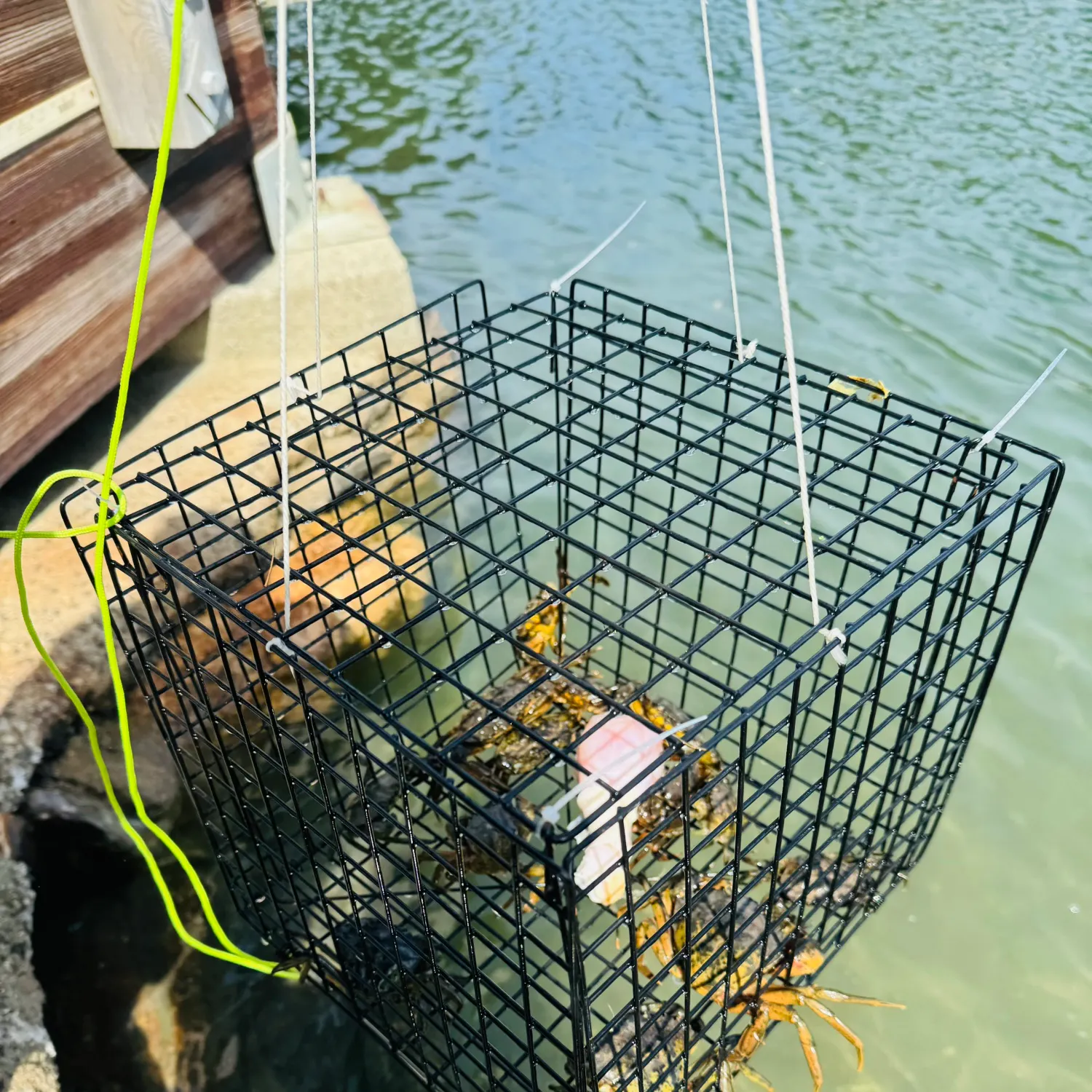 The most recent Green crab catches on Fishbrain