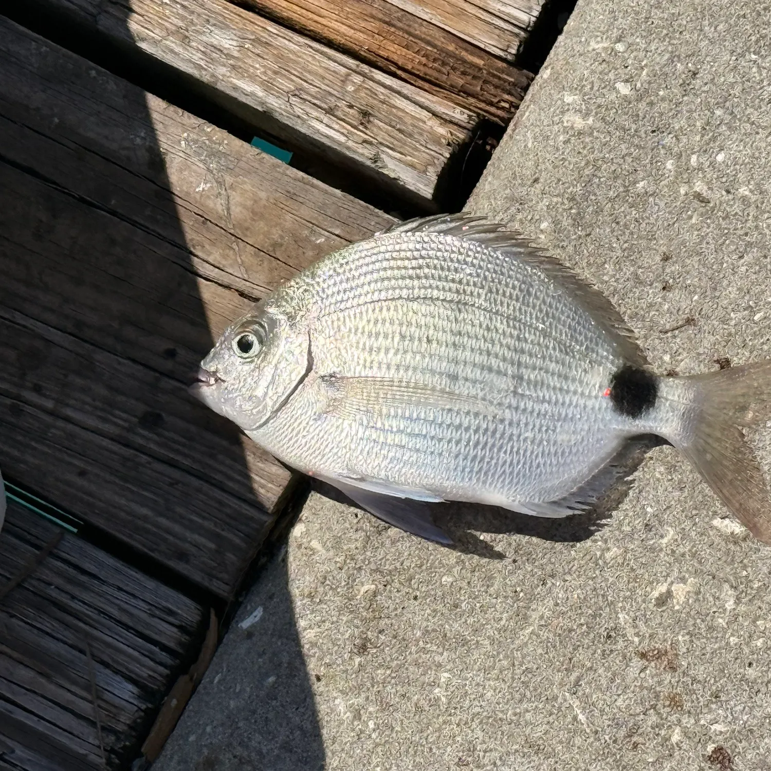 The most recent Spottail seabream catches on Fishbrain