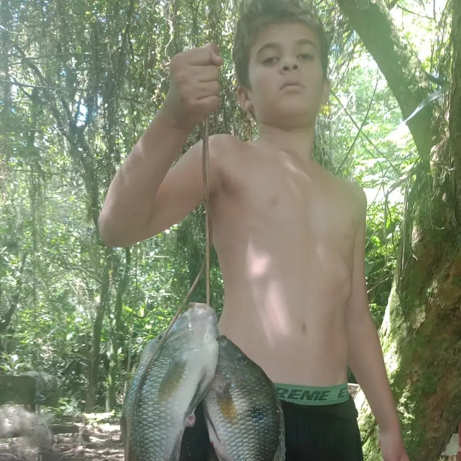 The most recent Redbreast tilapia catches on Fishbrain